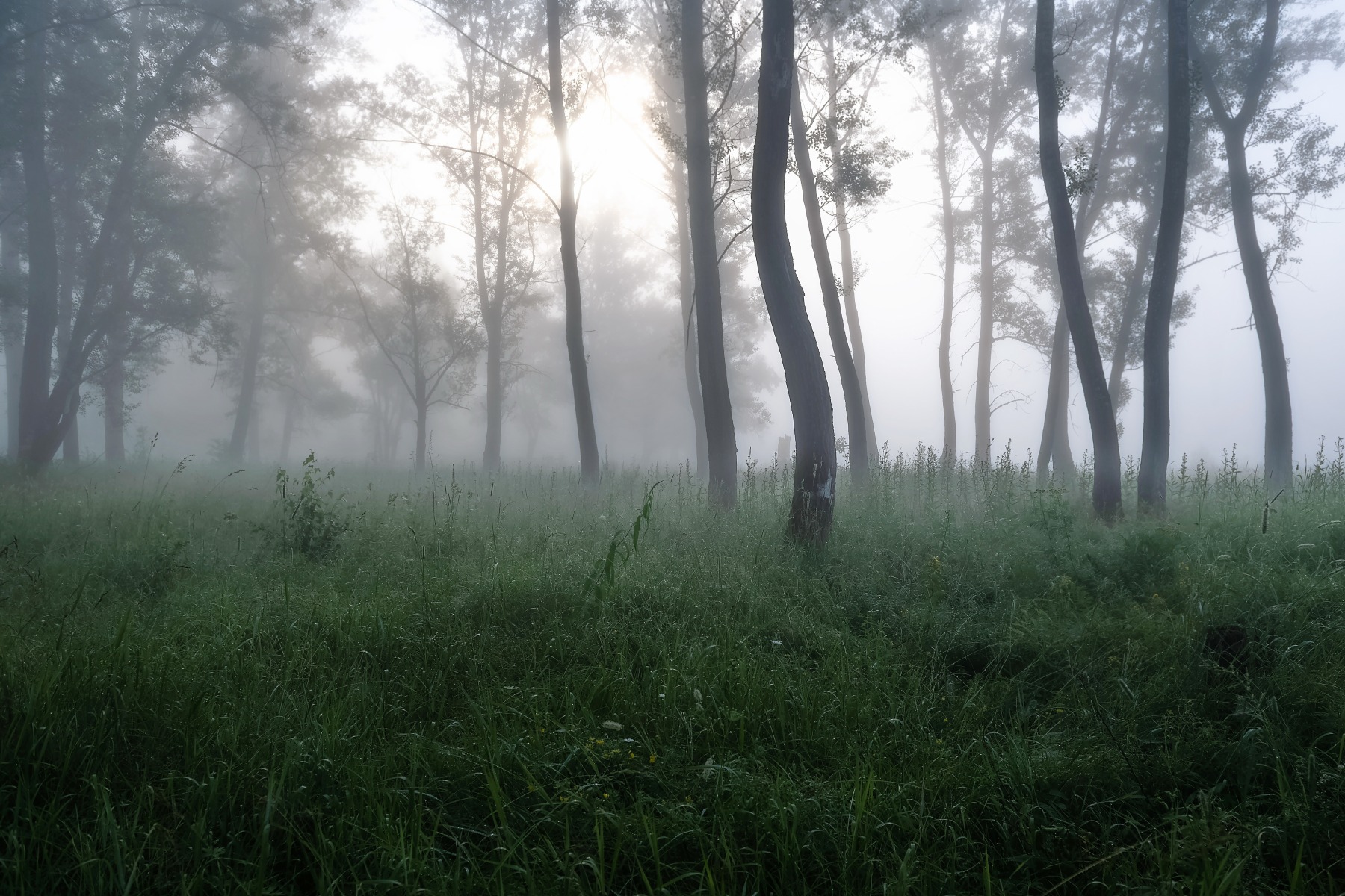 утро, туман, стволы деревьев, Сибирь, Фомина Марина