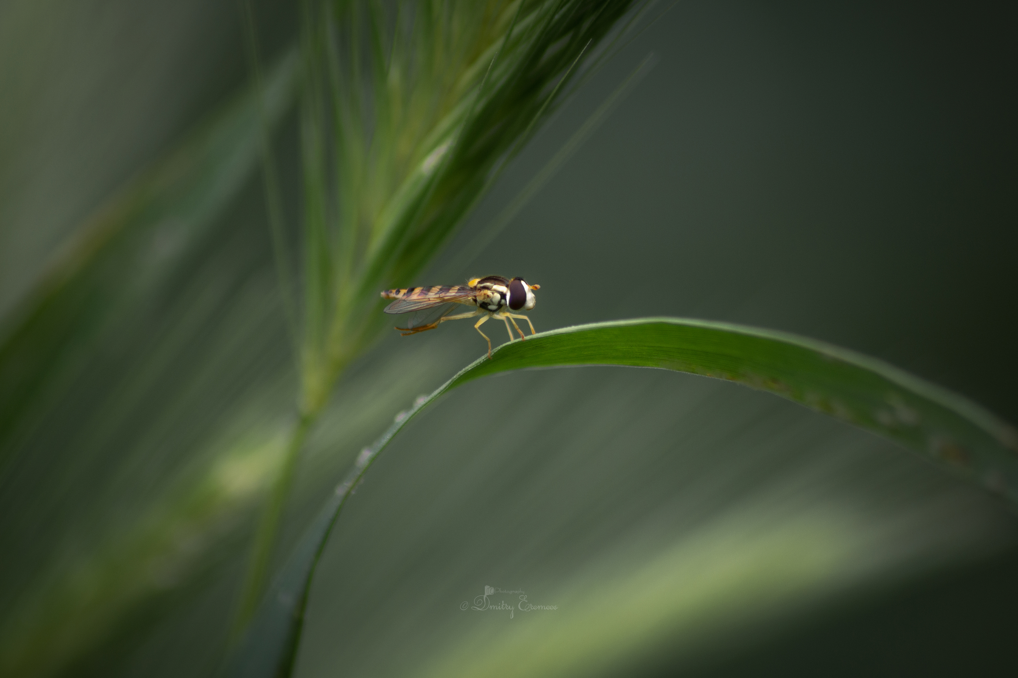 журчалка насекомое природа макро фотография фон зелёный боке, Еремеев Дмитрий