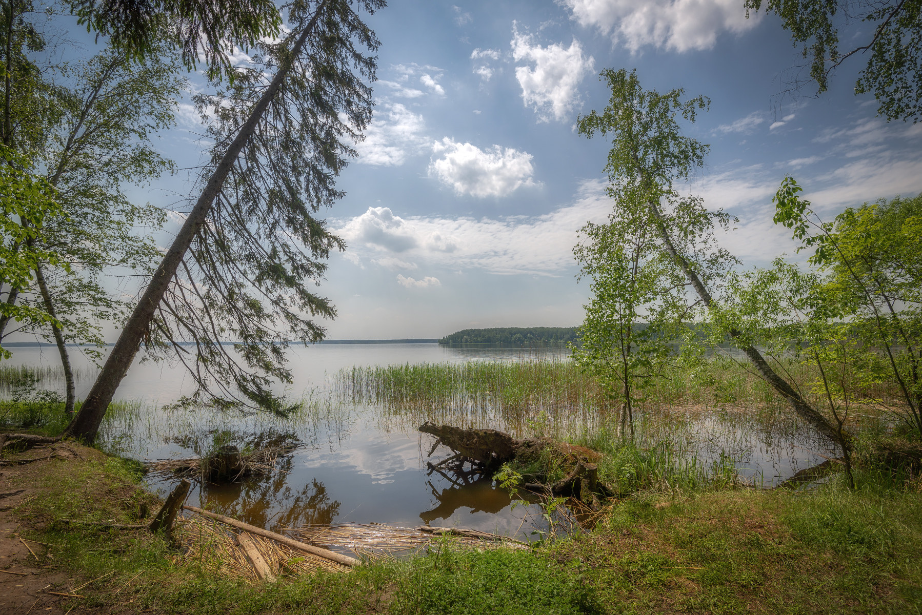 озеро, берег, падающие деревья, Сергей Аникин