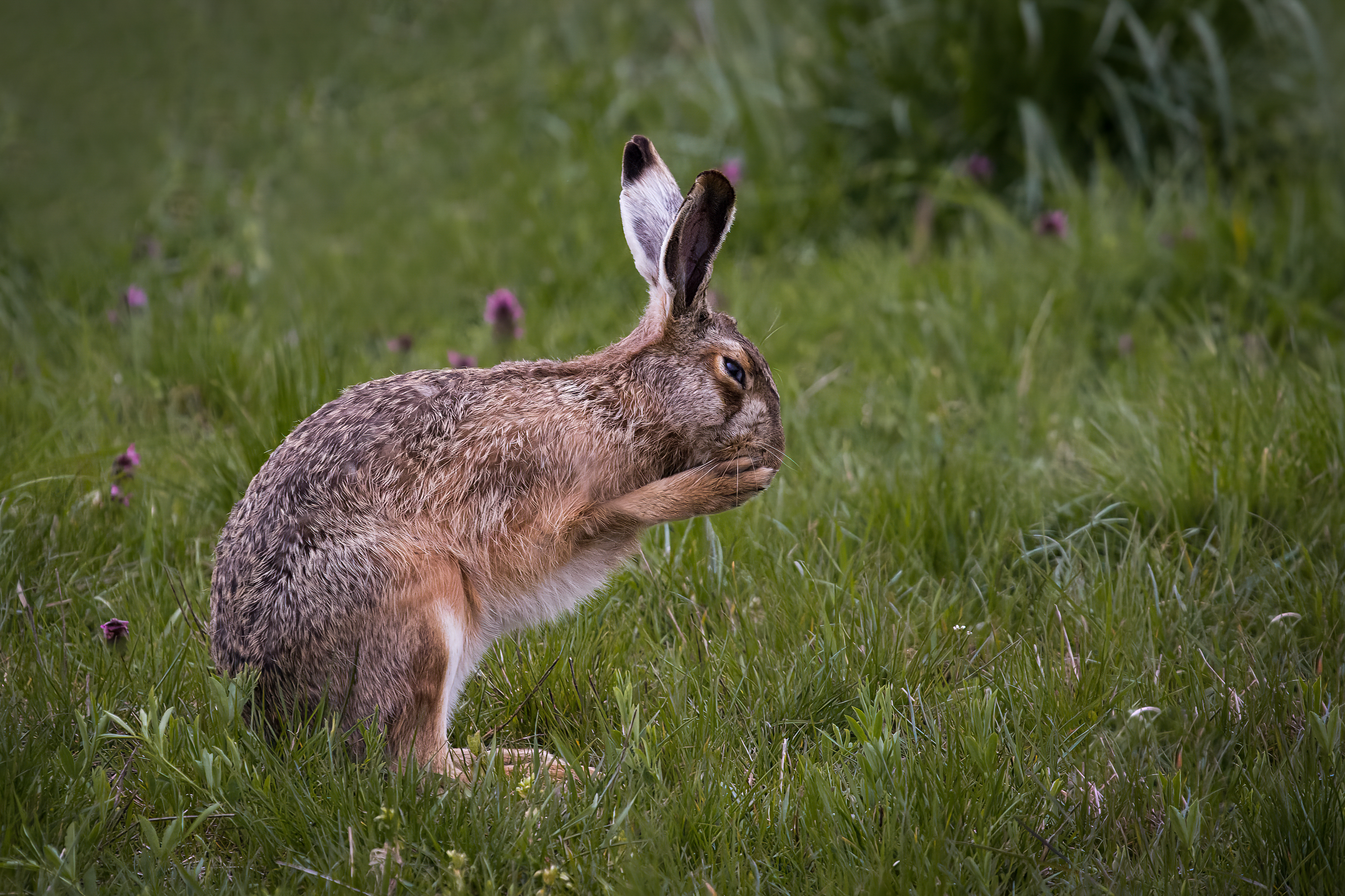 Animal, wildlife, hare, wildlifephotography, Golemac Bruno