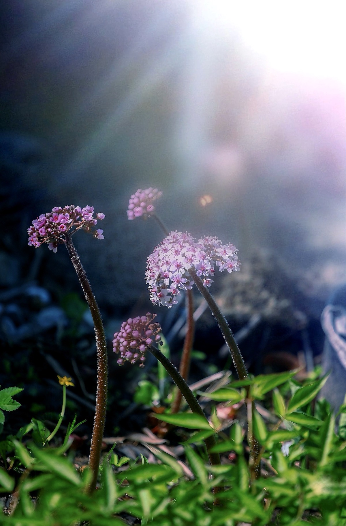 макро, macro, цветы, flower, весна, spring, Julia Kaissa