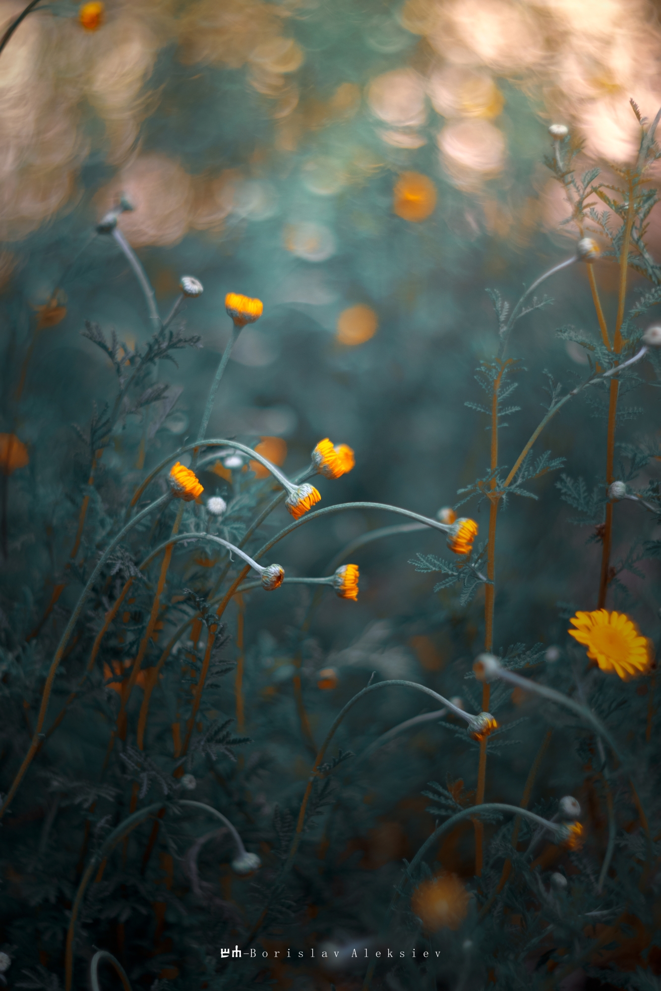 flowers,yellow,green,light,bokeh,nature,, Алексиев Борислав