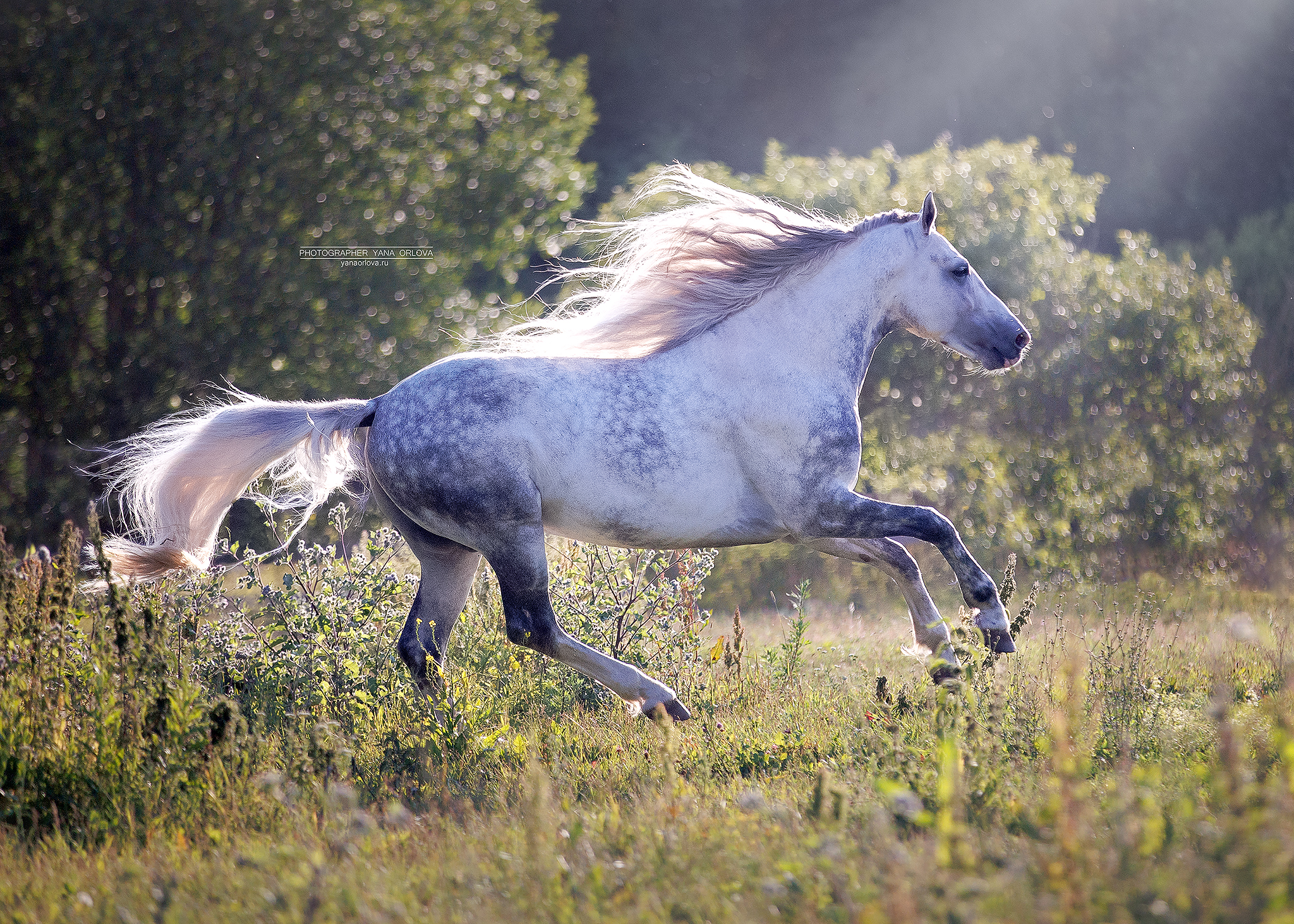 конный фотограф, лошадь, конь, лошади, конная фотография, жеребец, horse,  horses, pferd, конный фотограф яна орлова, Яна Орлова