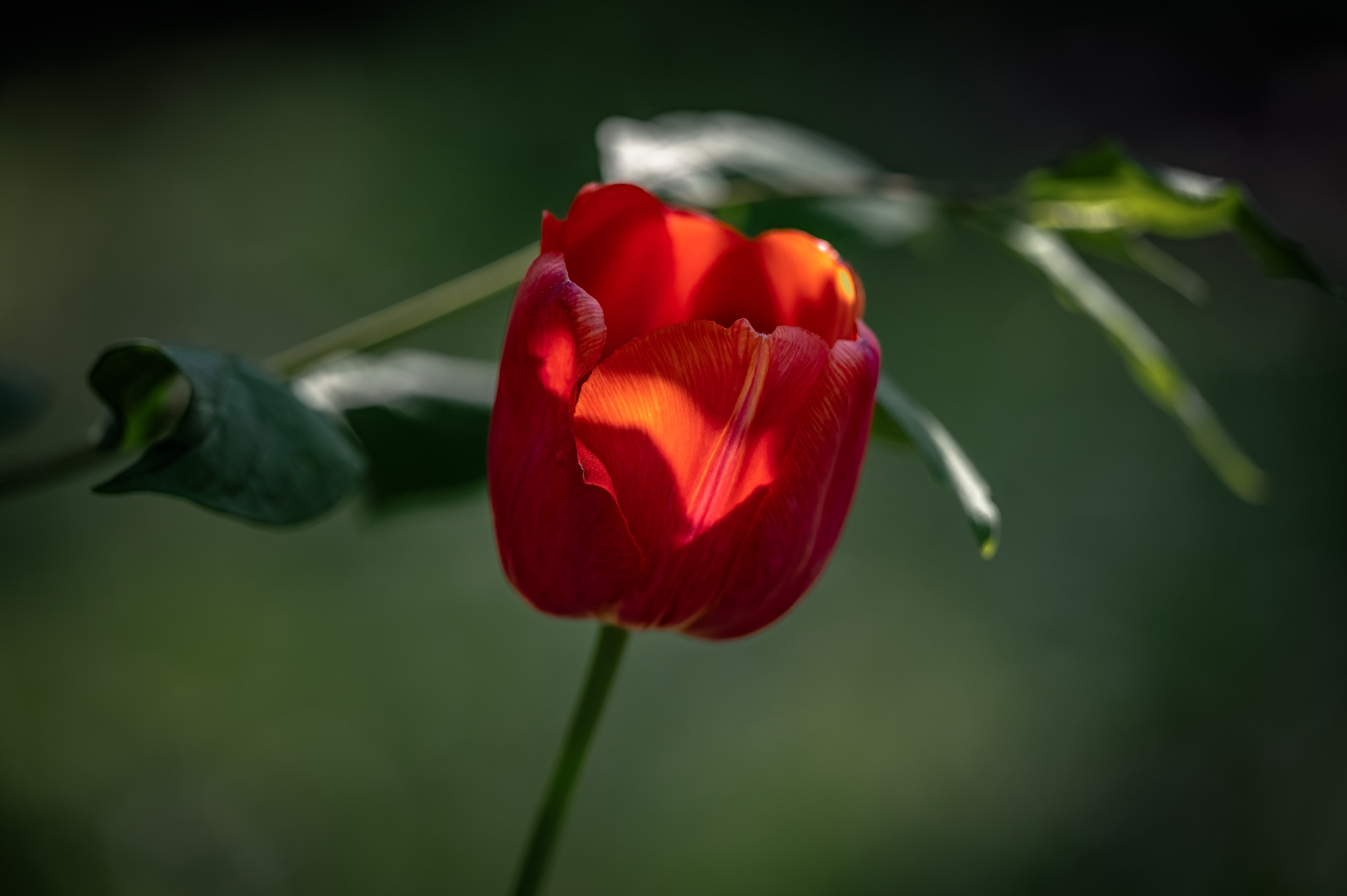 цветы, тюльпаны, Васильев Андрей