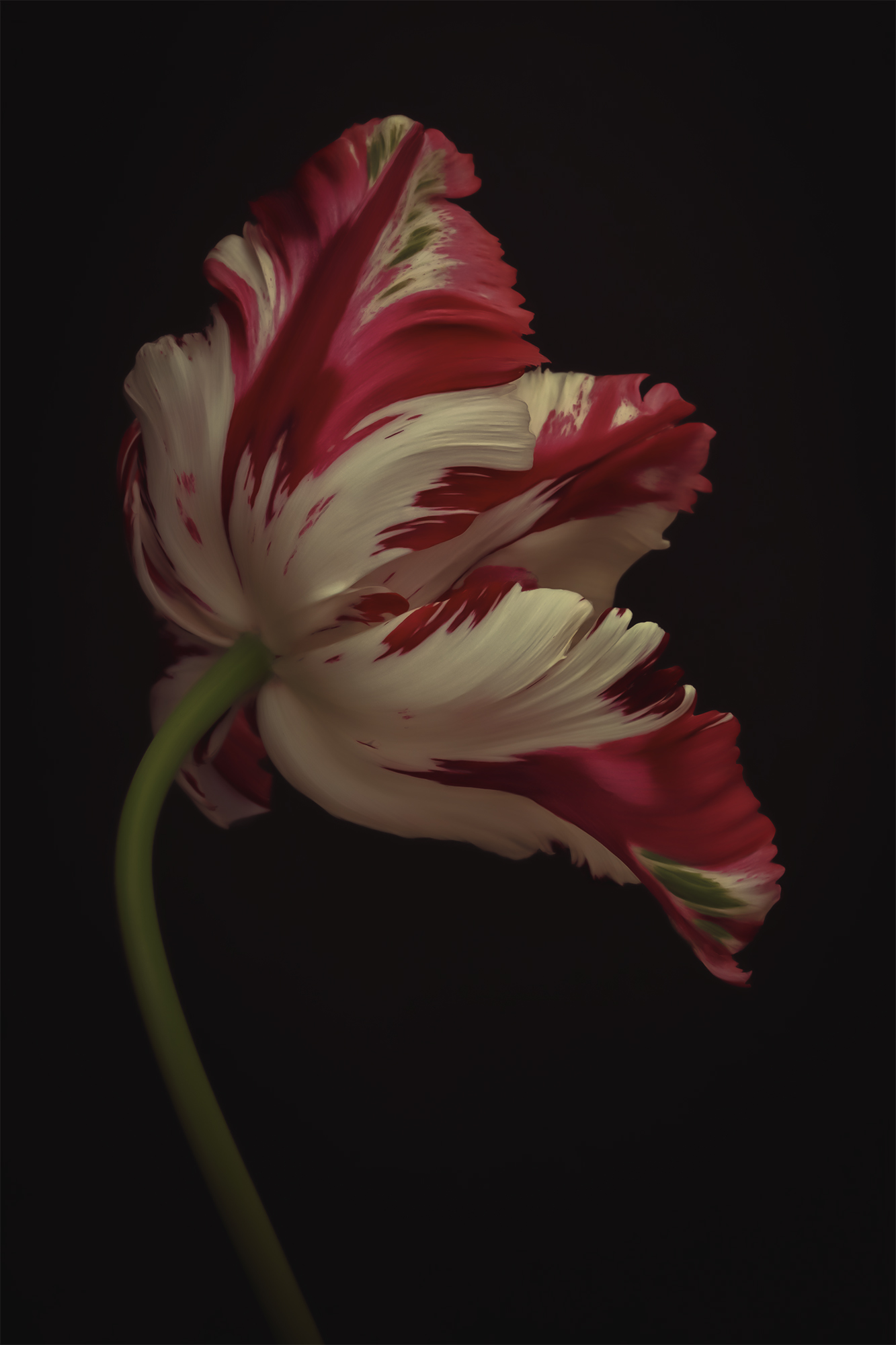 tulip, flower, тюльпан,  Eirene
