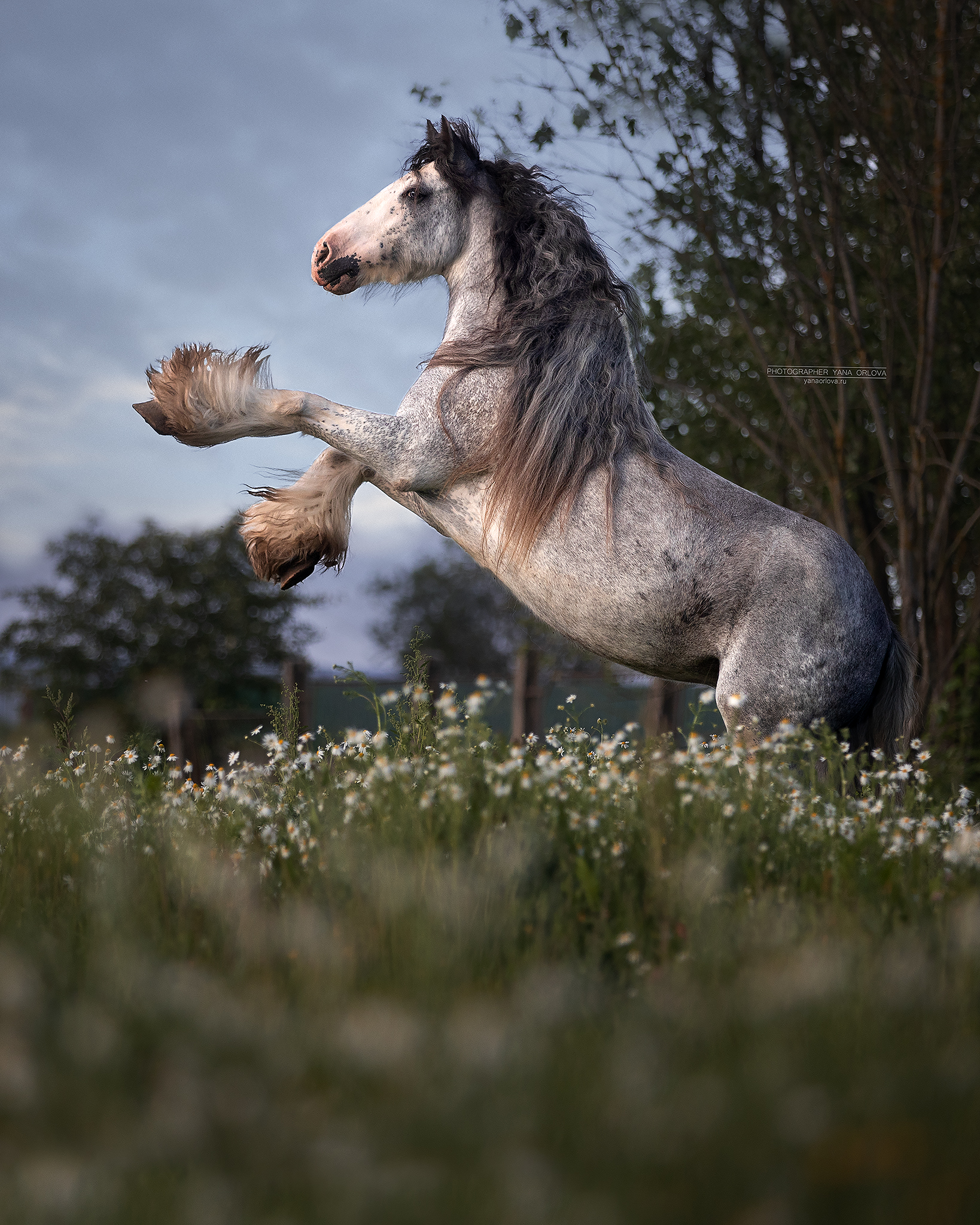 конный фотограф, лошадь, конь, лошади, конная фотография, жеребец, horse,  horses, pferd, конный фотограф яна орлова, тинкер, Яна Орлова