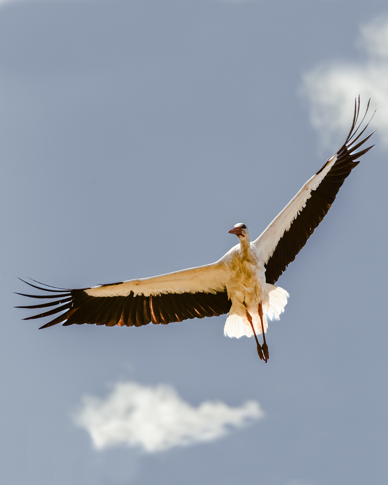 аист, птица, полет, крылья, белый аист, деревня, природа, stork, white stork, wings, nature, wild life, countryside, Колесенко Иван