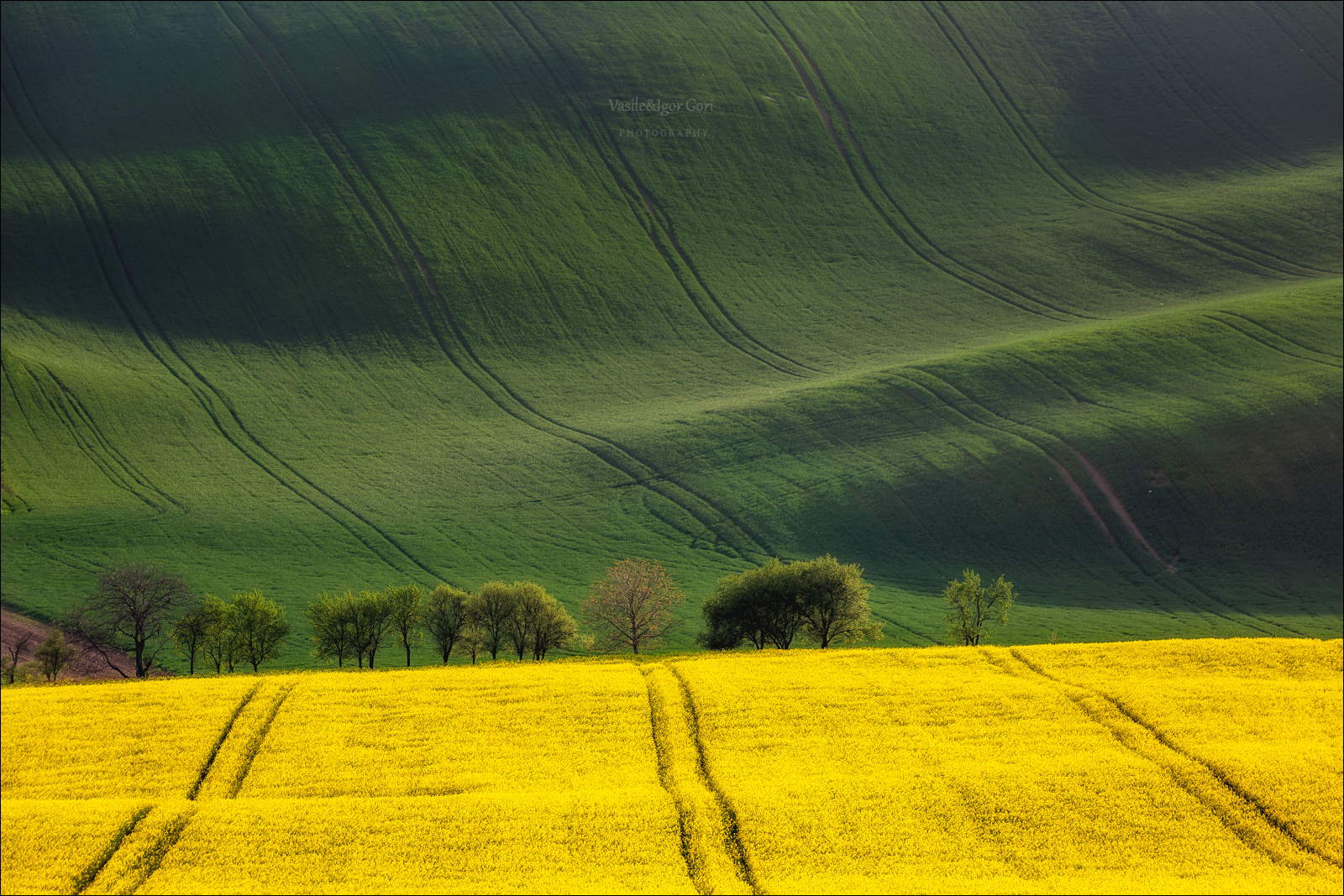 южная моравия,пейзаж, волны,rural,линии,south moravian,lines,свет,rural,czech,весна,чехия,field,landscapes,поле,рапс,дeрево,green, Гори Василий