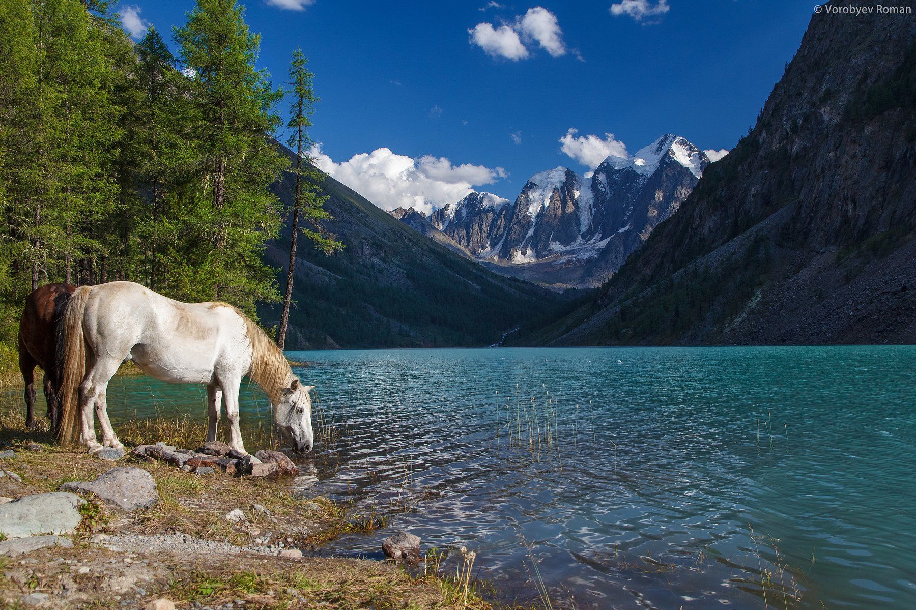 Природа жаждущих. Шавлинское озеро горный Алтай. Алтай Кучерлинское озеро лошади. Гора Белуха и озеро Телецкое. Шавлинские озера в Горном Алтае.