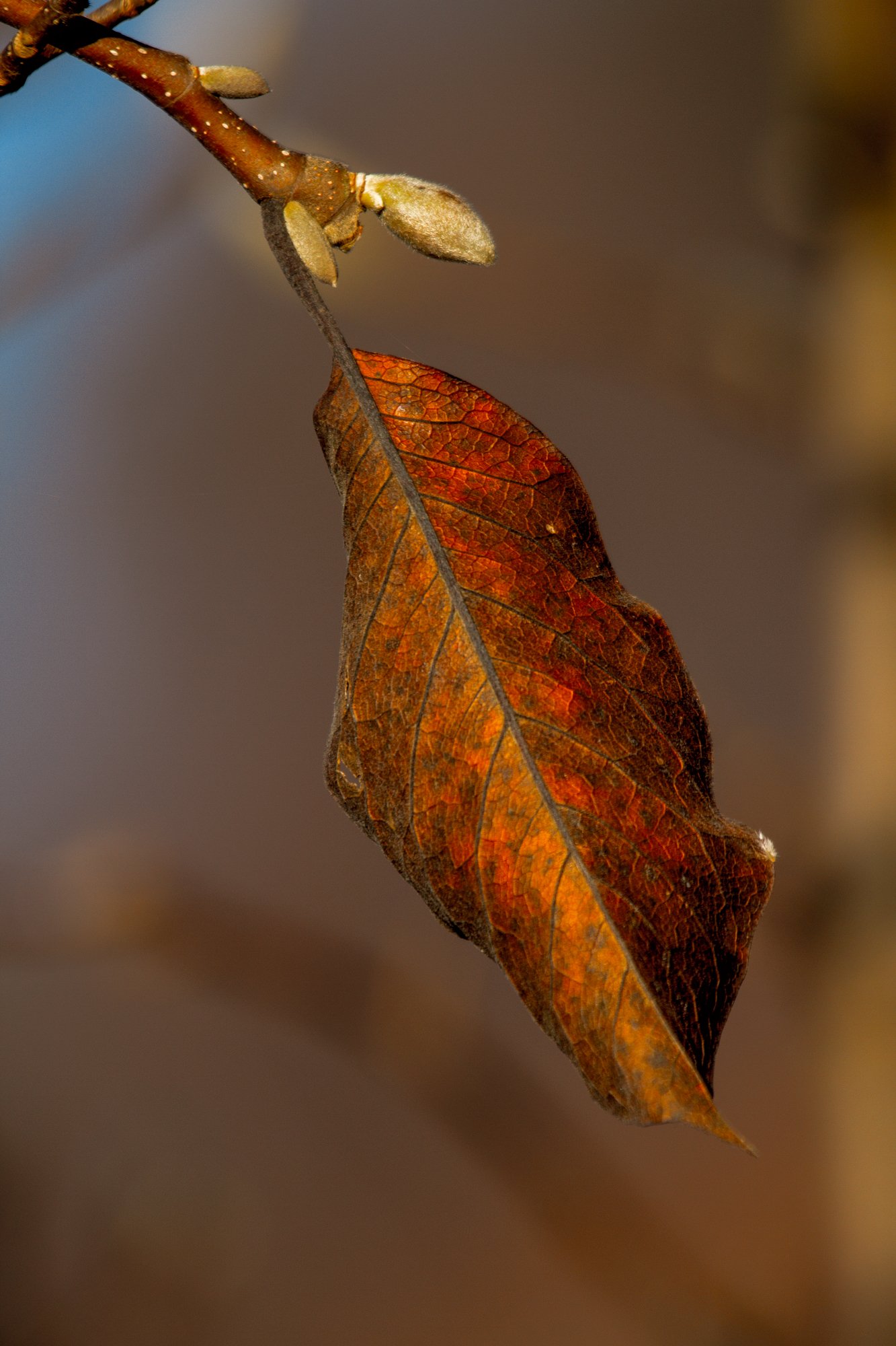 leaf,branch,autumn,colors,veins, Zdravko
