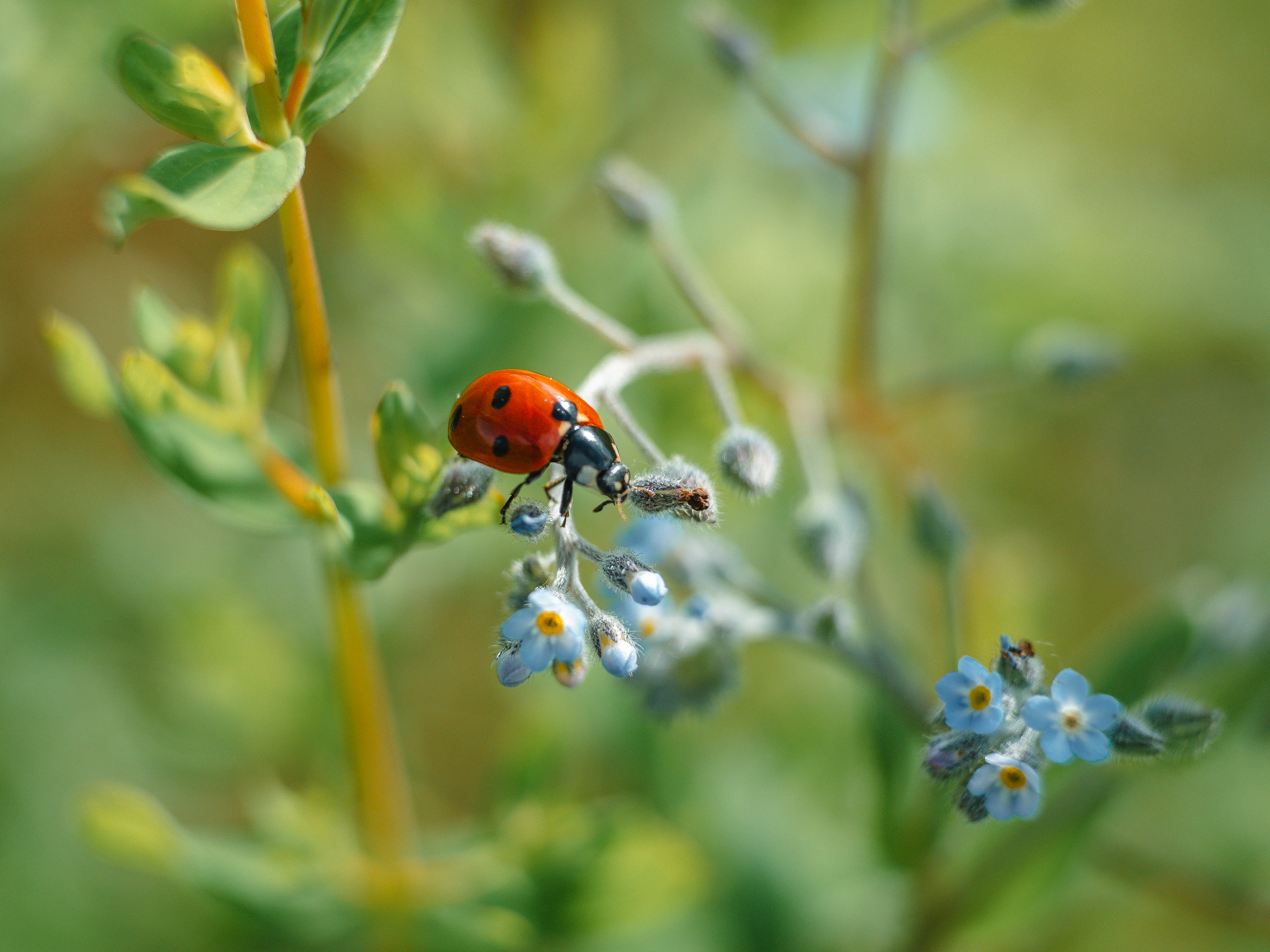 macro, ladybug, lady beetle, макро, божья коровка, Ирина Протченко