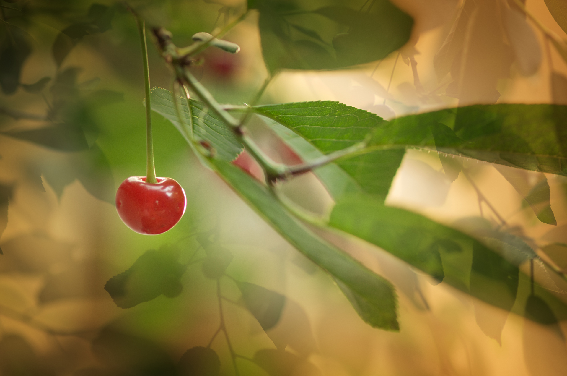 cherry, color, colors, concept, conceptual, fruit, green, leaf, leaves, nature, outdoor, photography, red, tree,, Dr Didi Baev