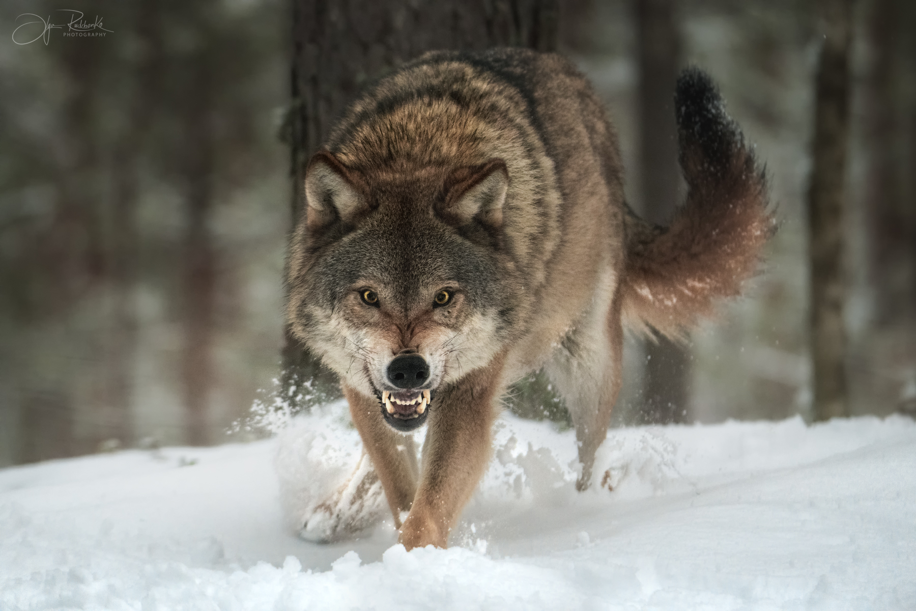 волк, европейский волк, беларусь, красный бор, wolf, gray wolf, wolf, grey wolf, Рудченко Ольга