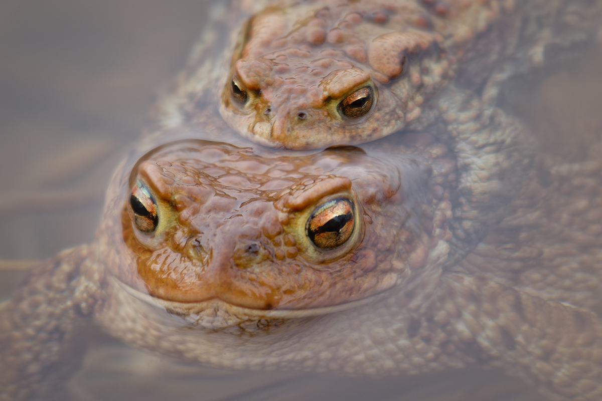 жаба, земноводные, лягушка, toad, amphibians, frog, Хилько Марина