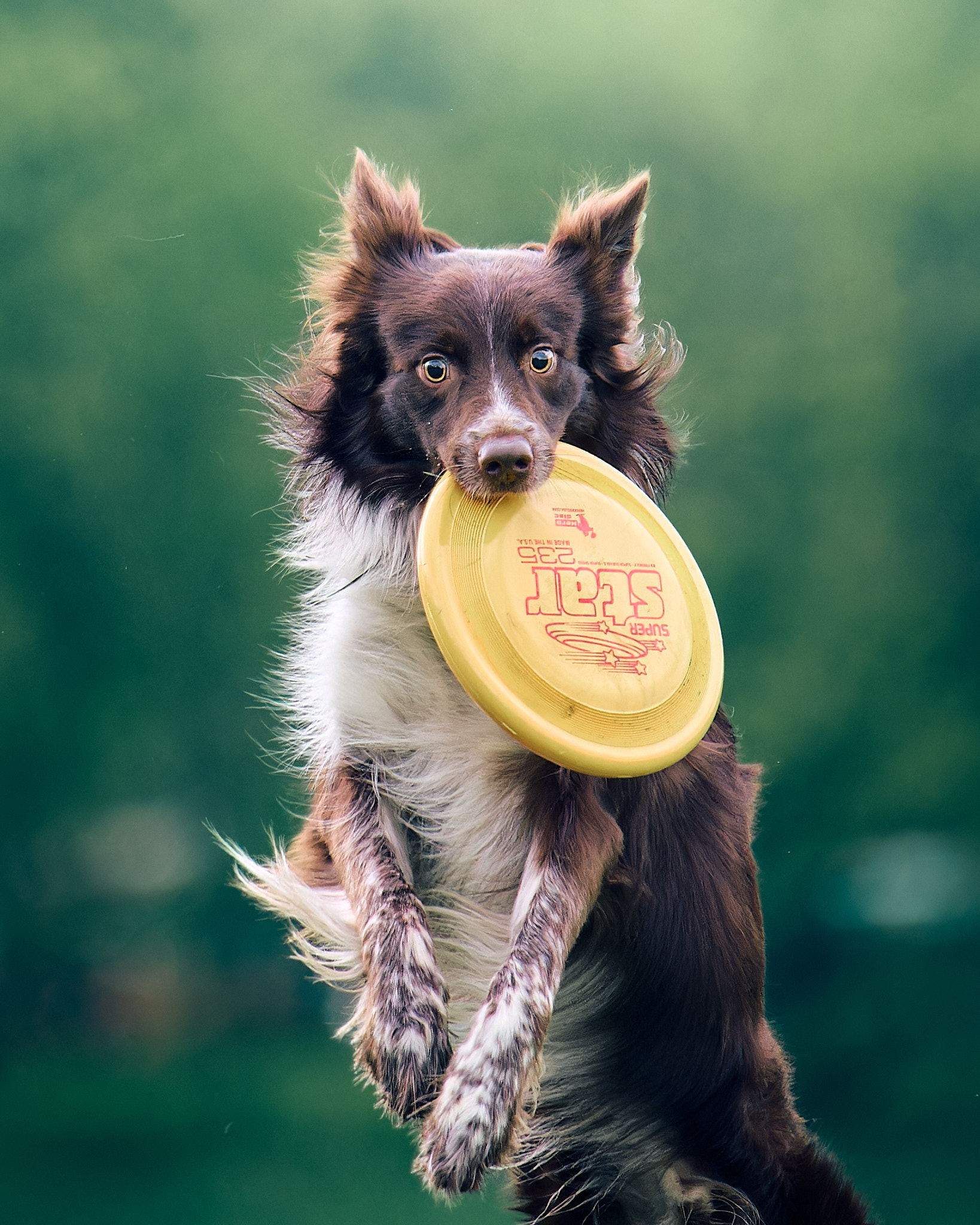 фрисби собака тарелка dog frisbee, Mikhail Khmelevskiy