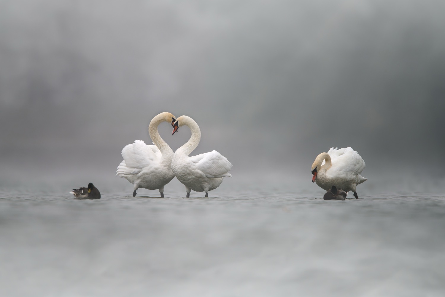 swan, bird, birds, sunrise, fog,, Jiří Švestka