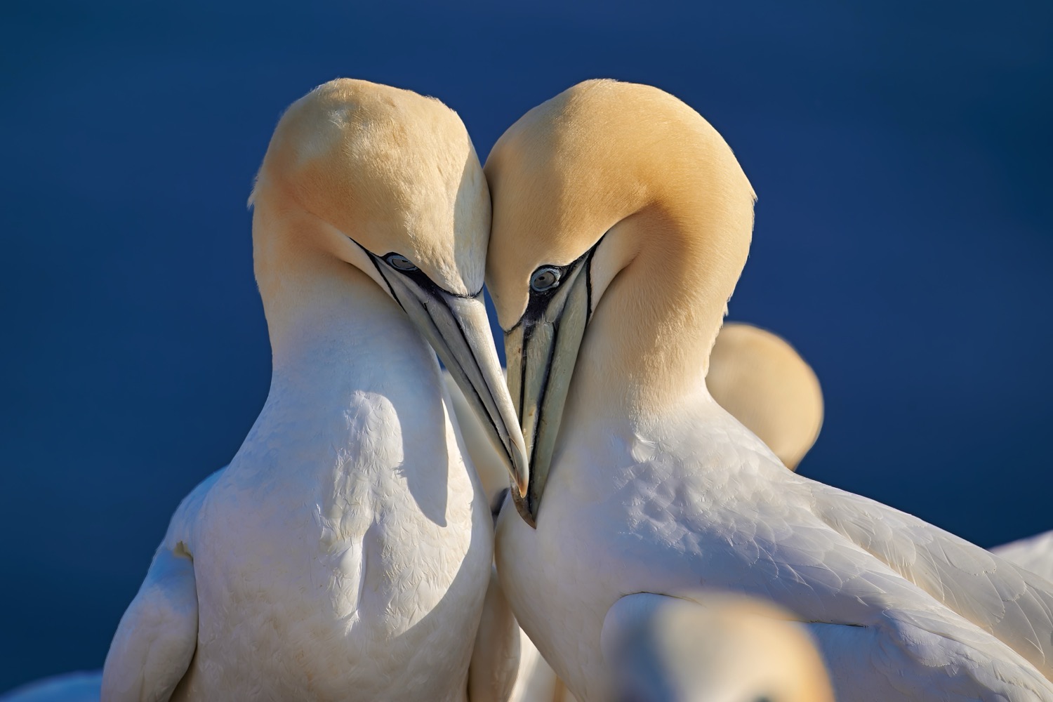 bird, birds, gannet, sea, love,, Jiří Švestka