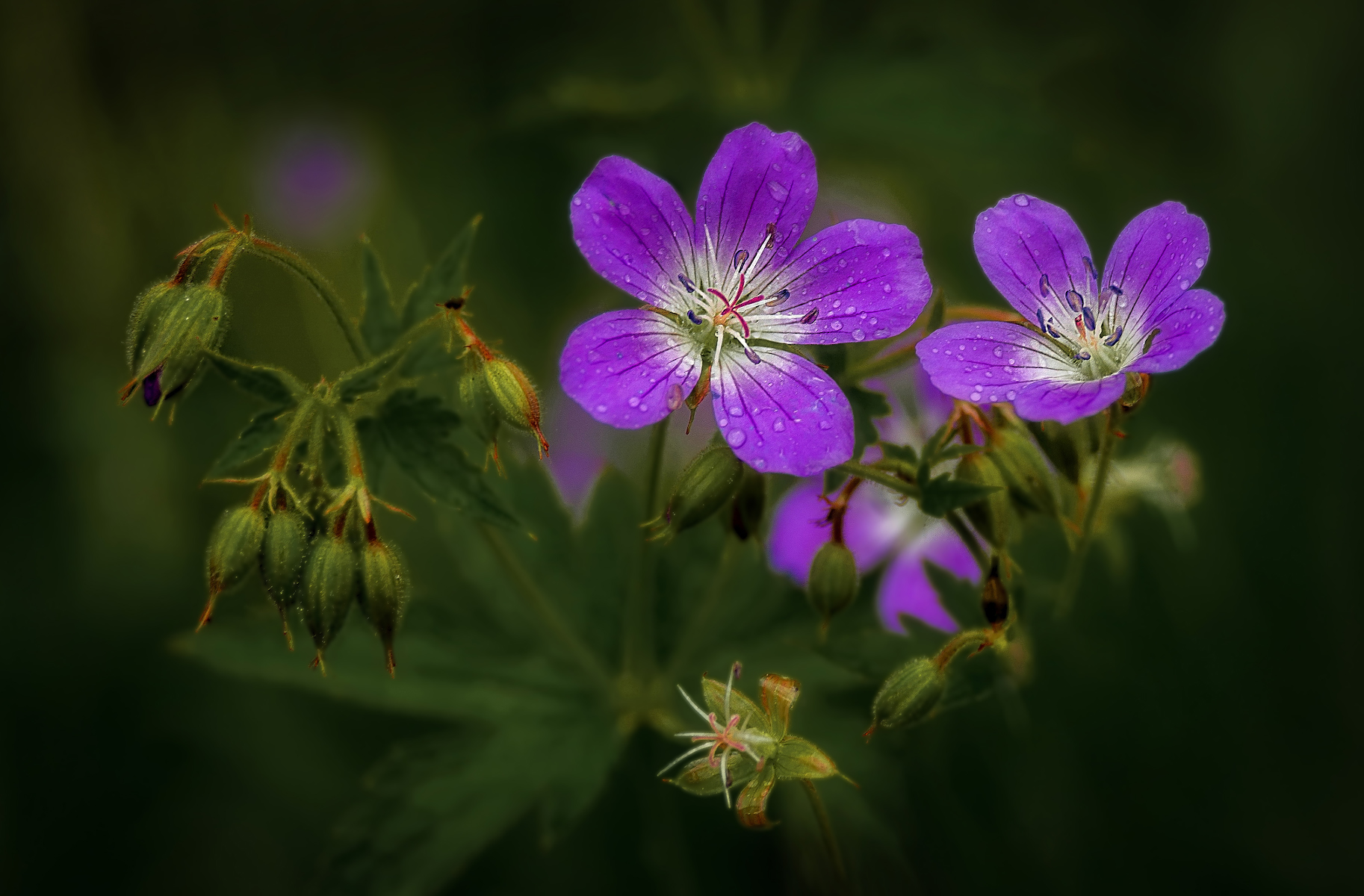 полевые цветы, Сергей Аникин
