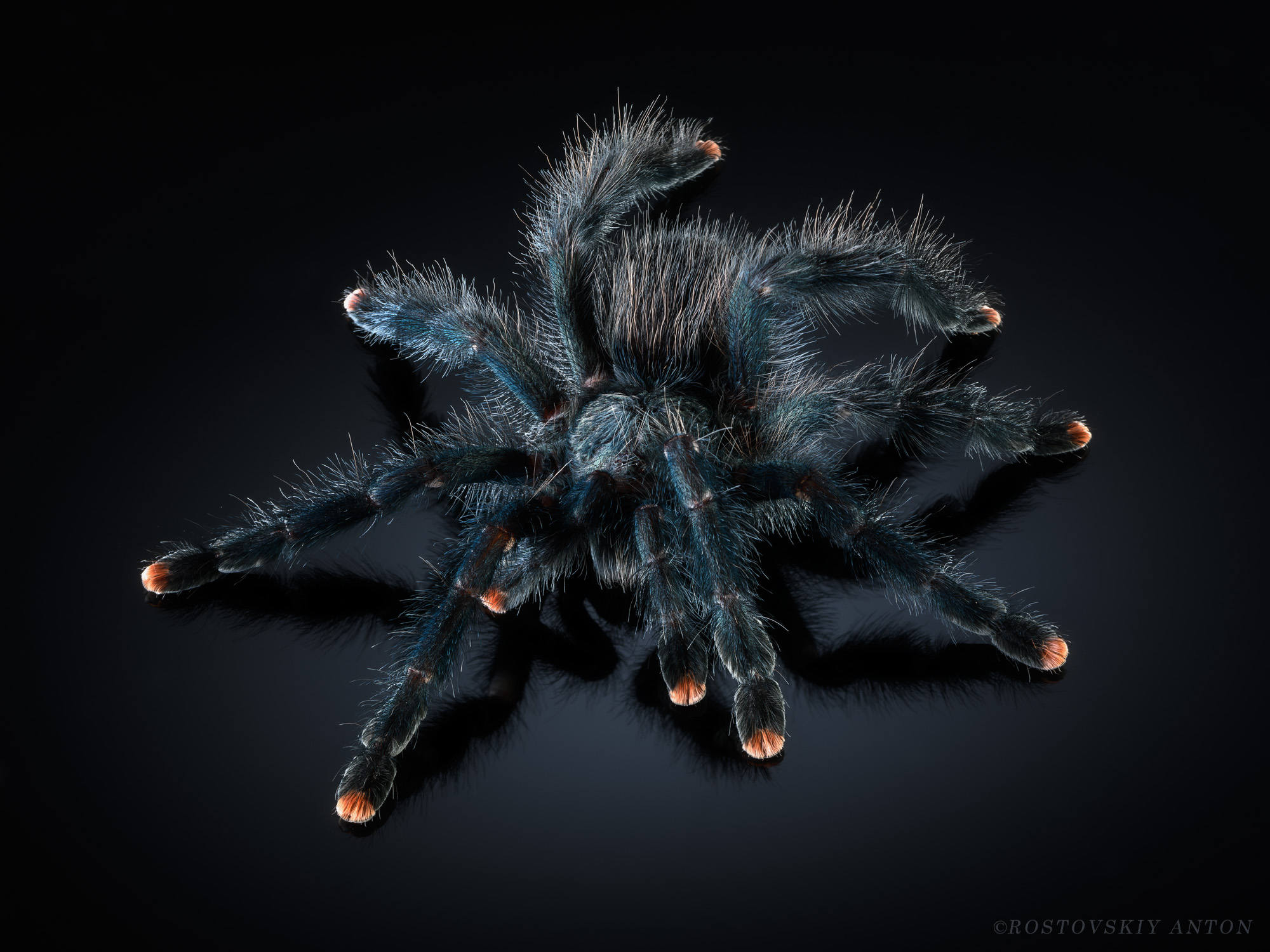 пауки, домашнее животное, студийная фотосъёмка, Антон Ростовский