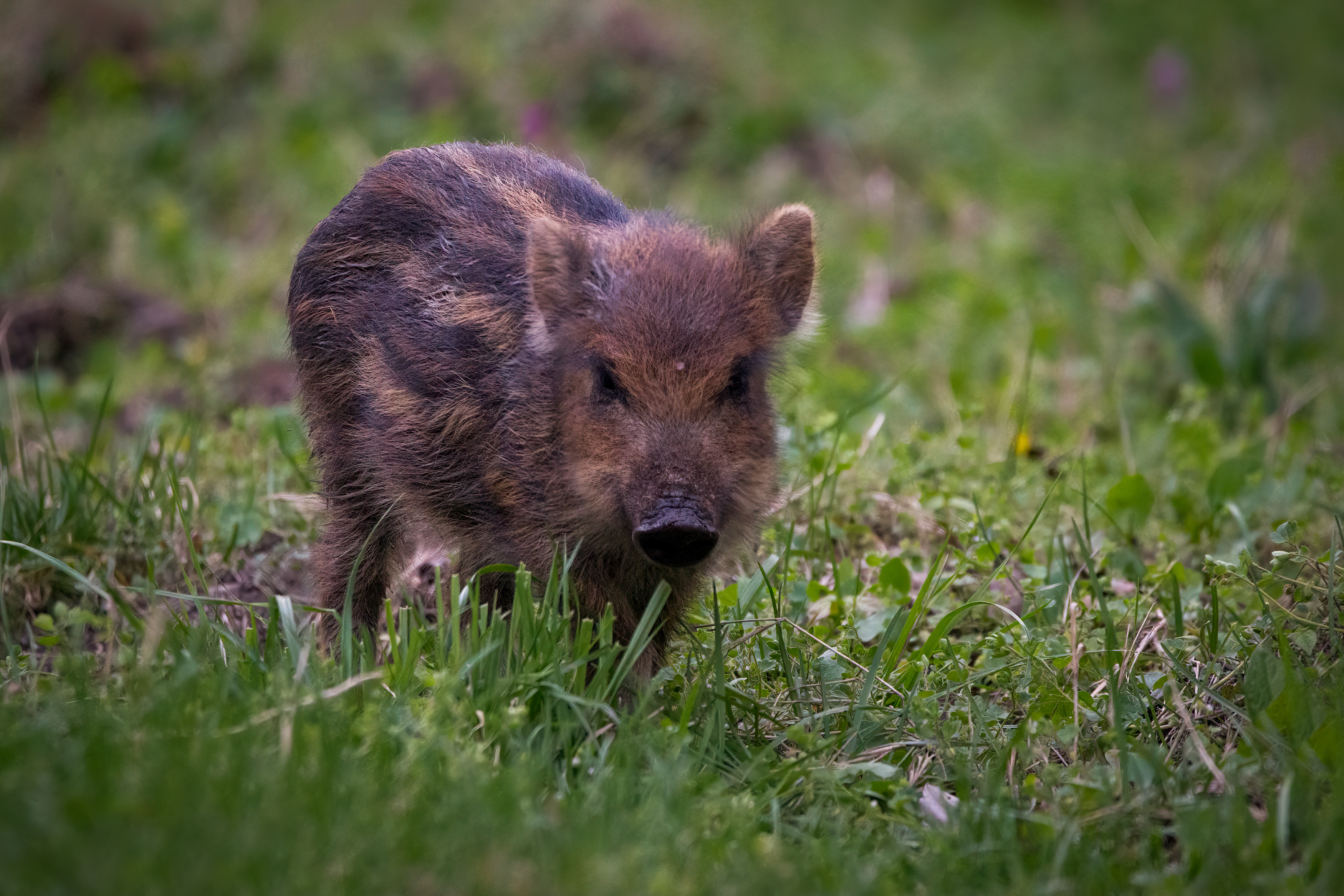 wildboar, animal, wildlife, wildlifephotograhy, Golemac Bruno