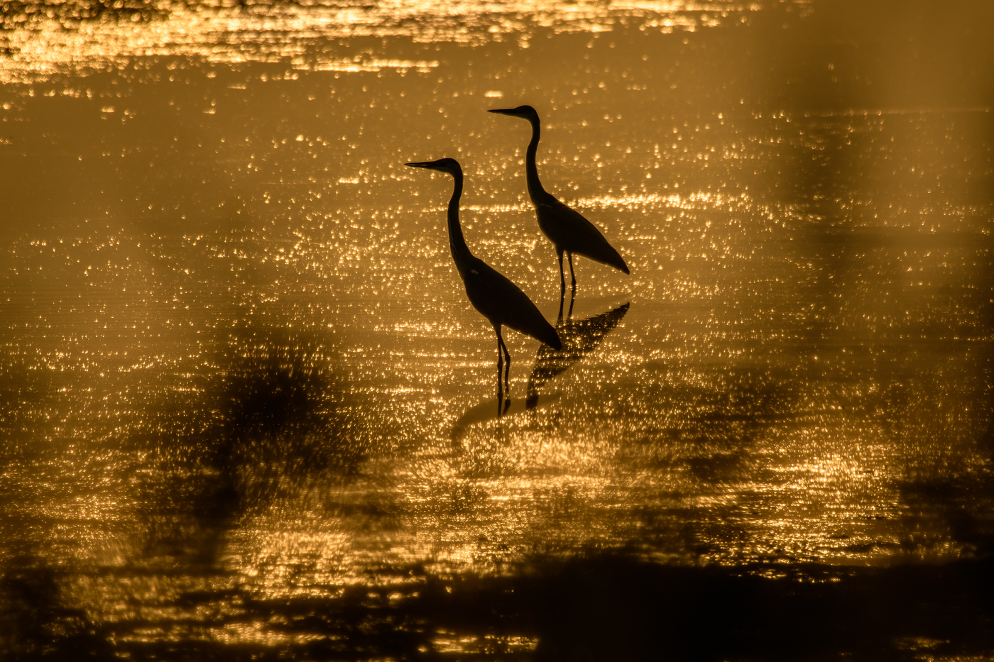 серая цапля, золото, закат, вода, Ardea cinerea, Соварцева Ксения