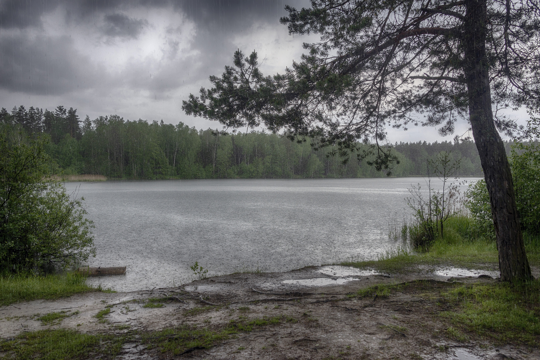 Берег, озеро, ливень, дождь, тучи, лужи, лес, Сергей Аникин