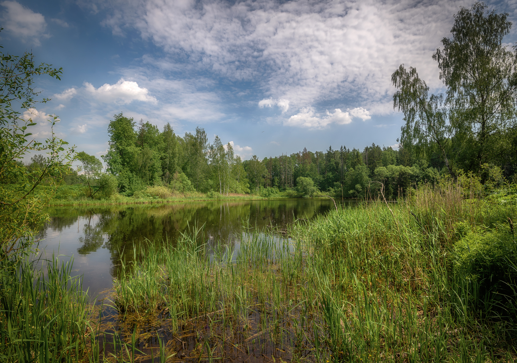 Река, июнь, природа, трава, лес, Сергей Аникин