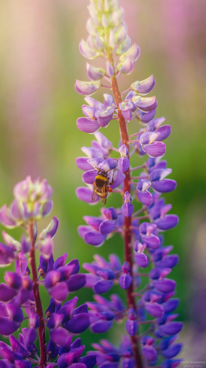 #nature #macro #макро #природа #лето #цветы #люпины #flowers #summer, Denis Romanov