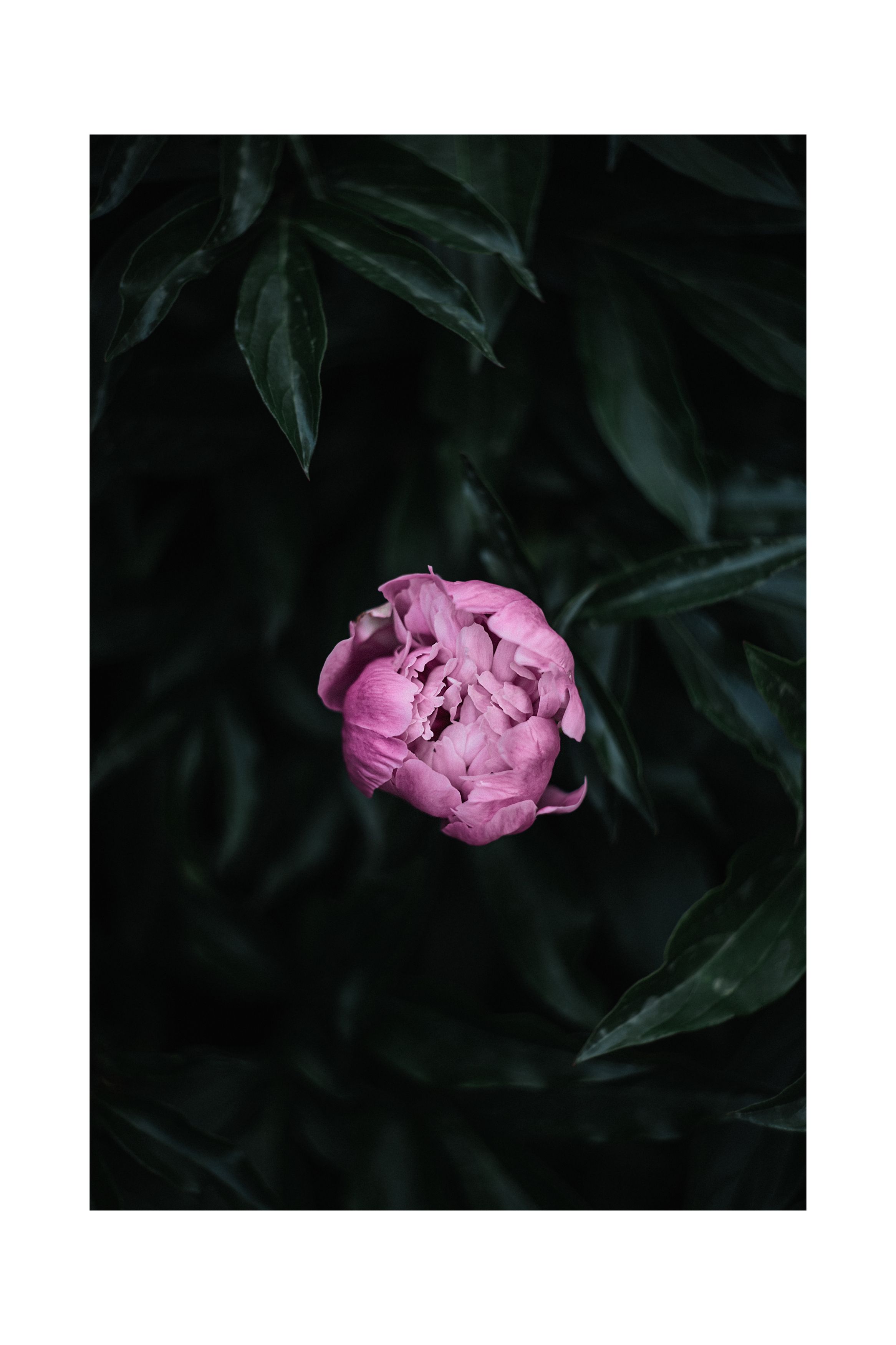 цветы, пион, природа, Bogdan Tarasov