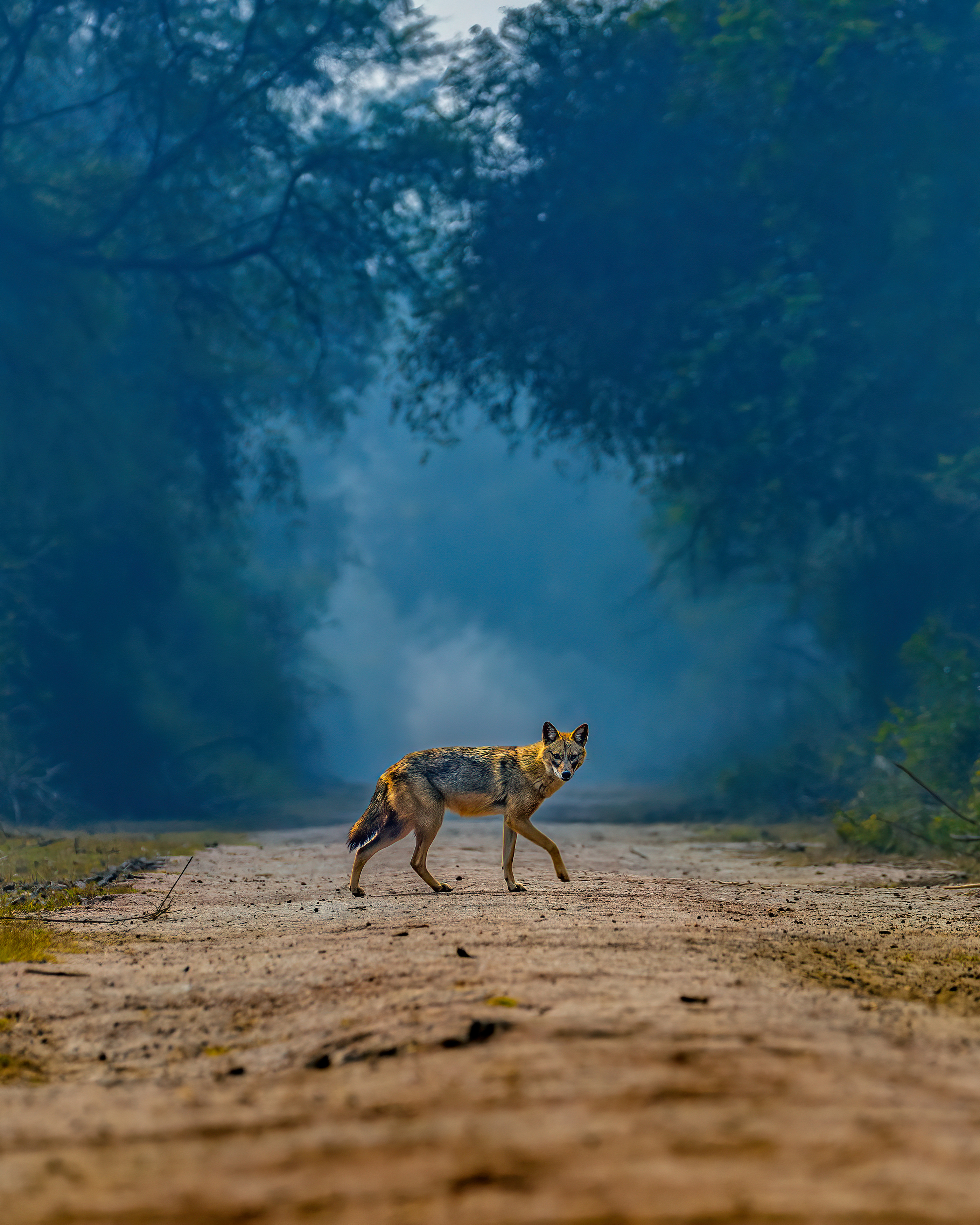 wildlife, nature, Arindam Saha