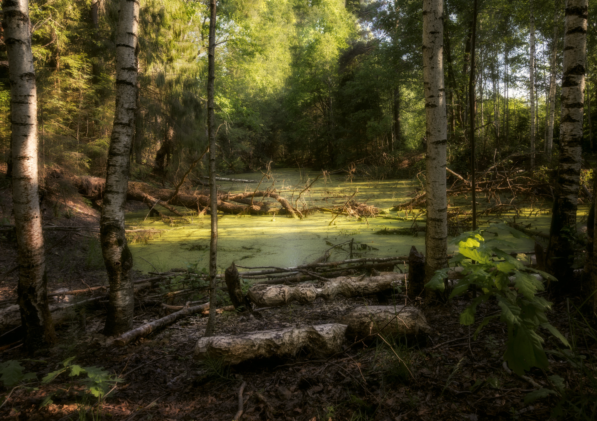 лес лето болото, Колесов Андрей