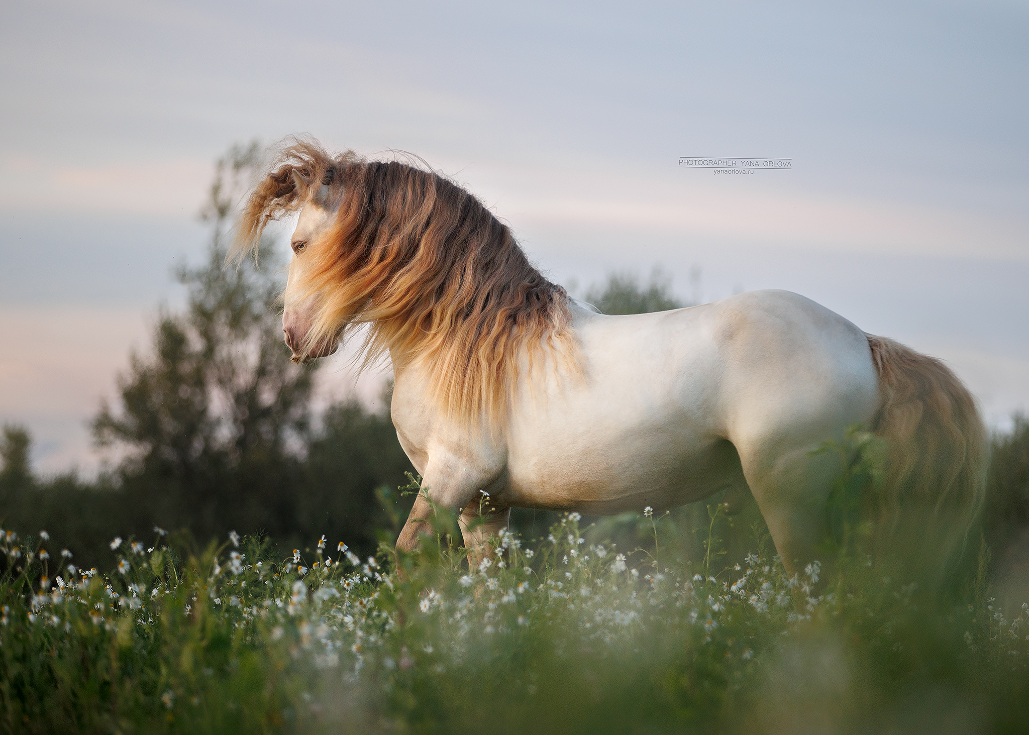 конный фотограф, лошадь, конь, лошади, конная фотография, жеребец, horse,  horses, pferd, конный фотограф яна орлова, Яна Орлова