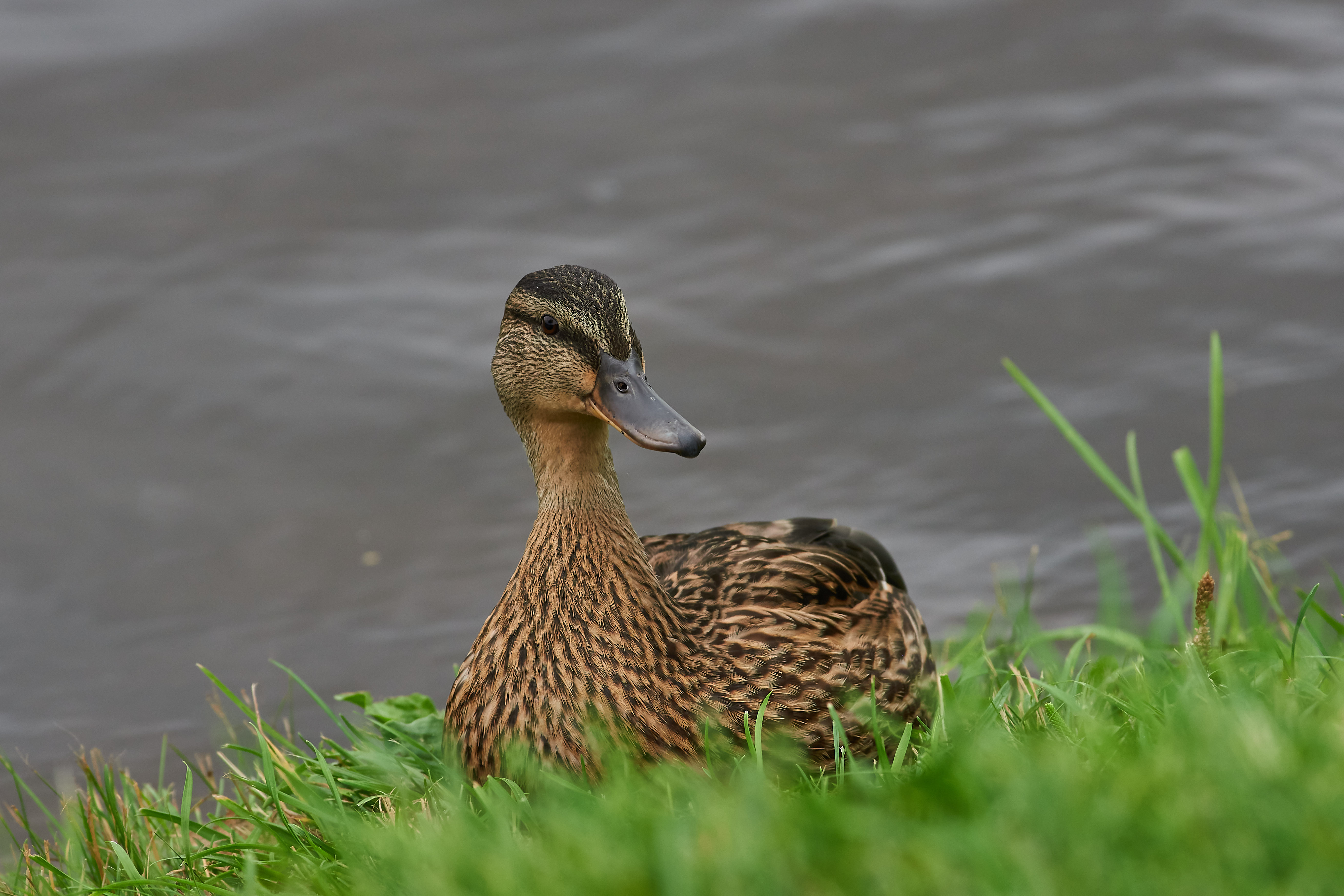 bird, wildlife, volgograd, russia, , Павел Сторчилов