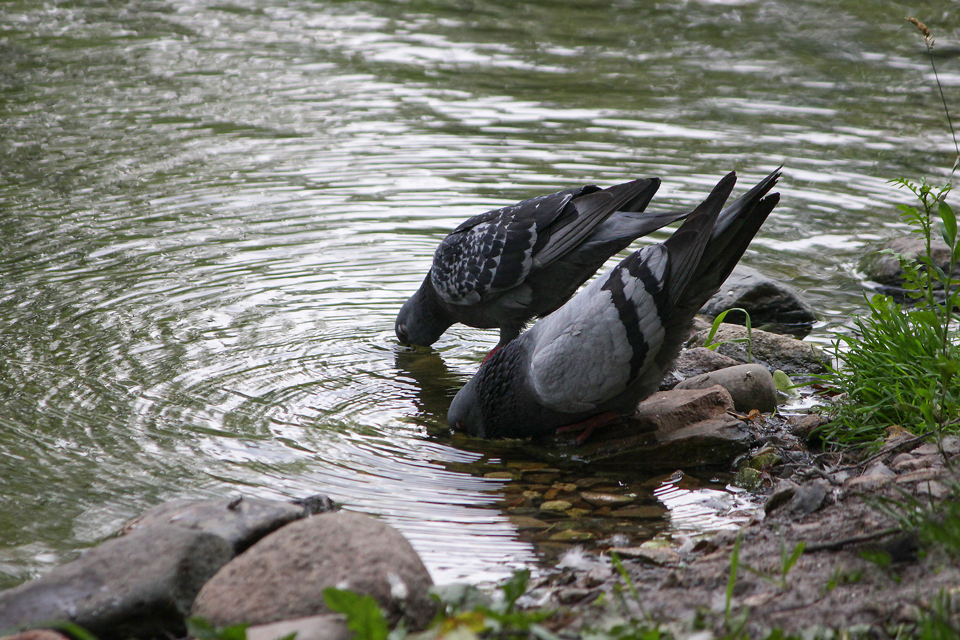 сизый голубь, сизарь, columba livia, КарОл