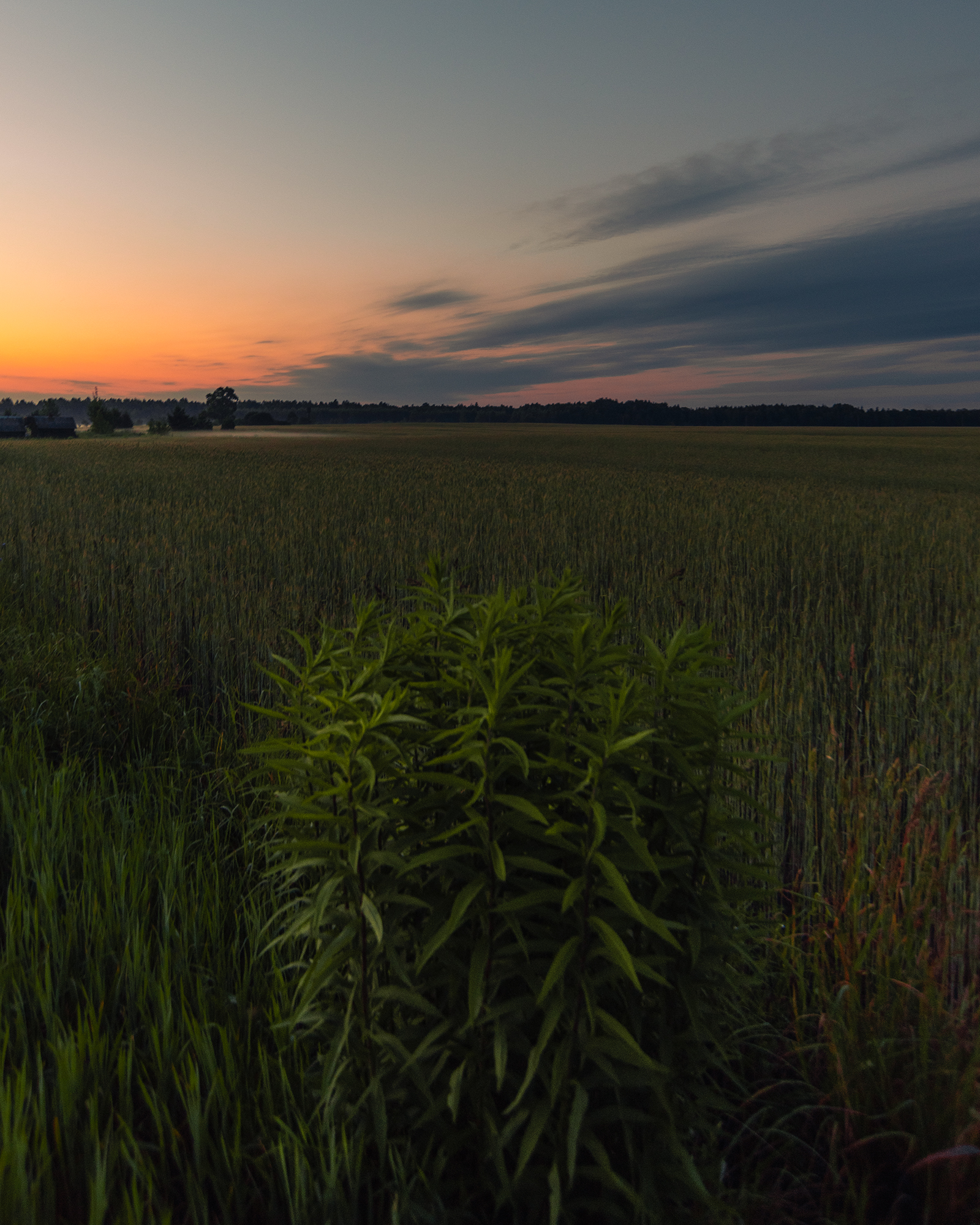 деревня, лето, пейзаж, июнь, summer, june, landscape, field, country, countryside, village, Колесенко Иван