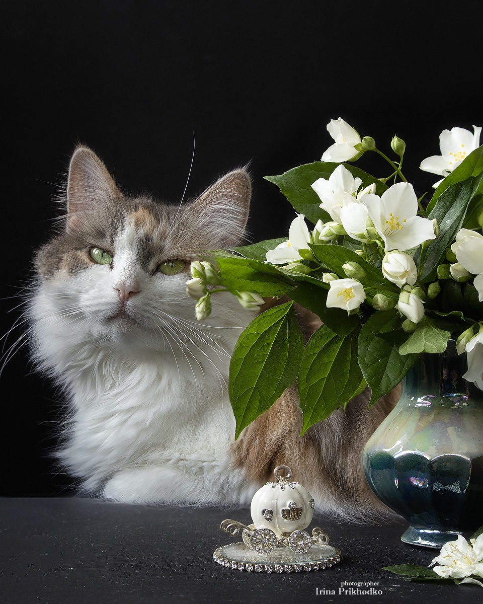 кошка, домашние питомцы, котопортрет, чубушник, букет, Приходько Ирина