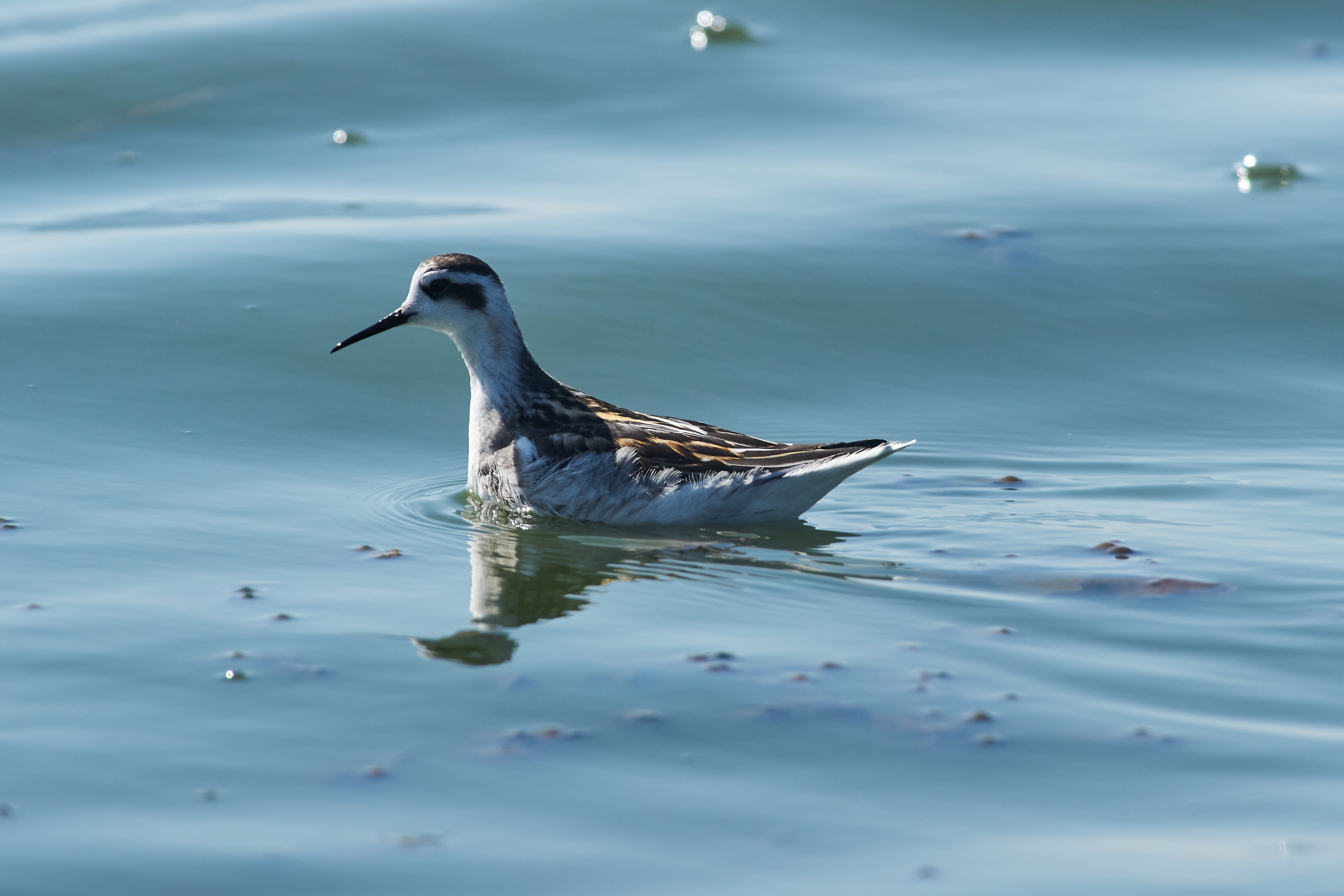 bird, birds, birdswatching, volograd, russia, , Павел Сторчилов