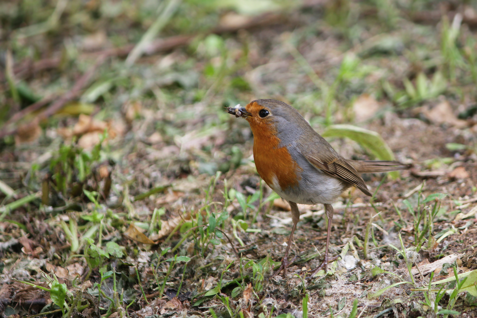 зарянка, малиновка, erithacus rubecula, КарОл