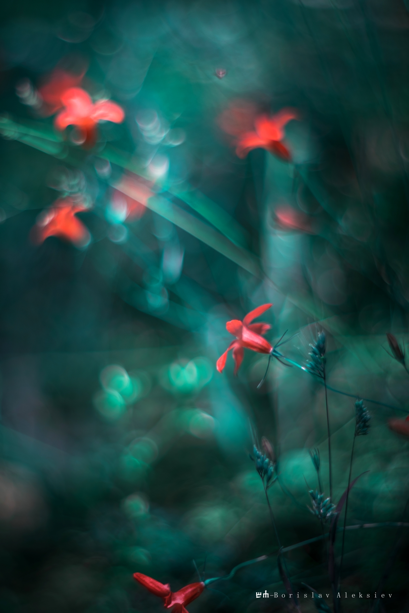 flowers,red,blue,green,light,bokeh,nature,, Алексиев Борислав