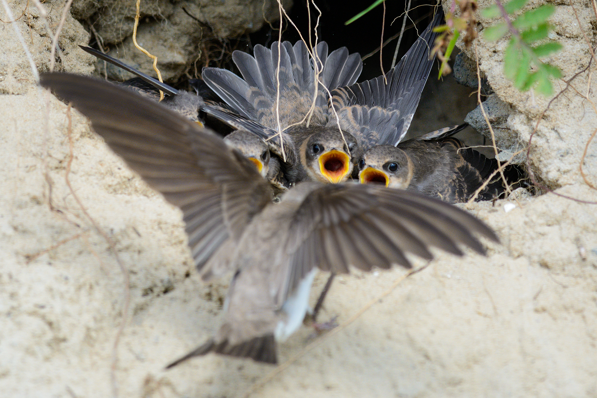 #ласточка #птица #bird, Александр Добыш