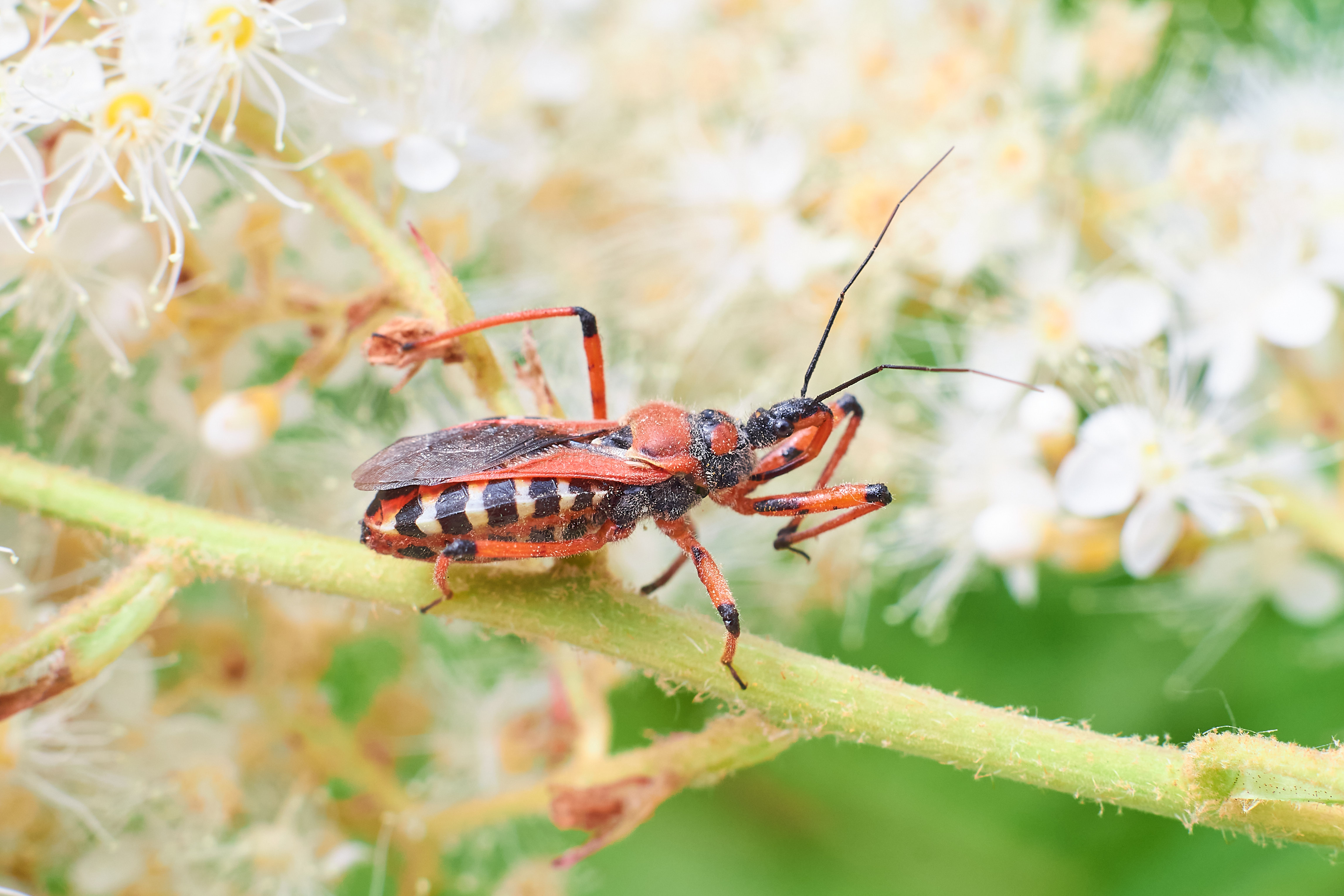 bug, bugs, volgograd, russia, wildlife, , Павел Сторчилов