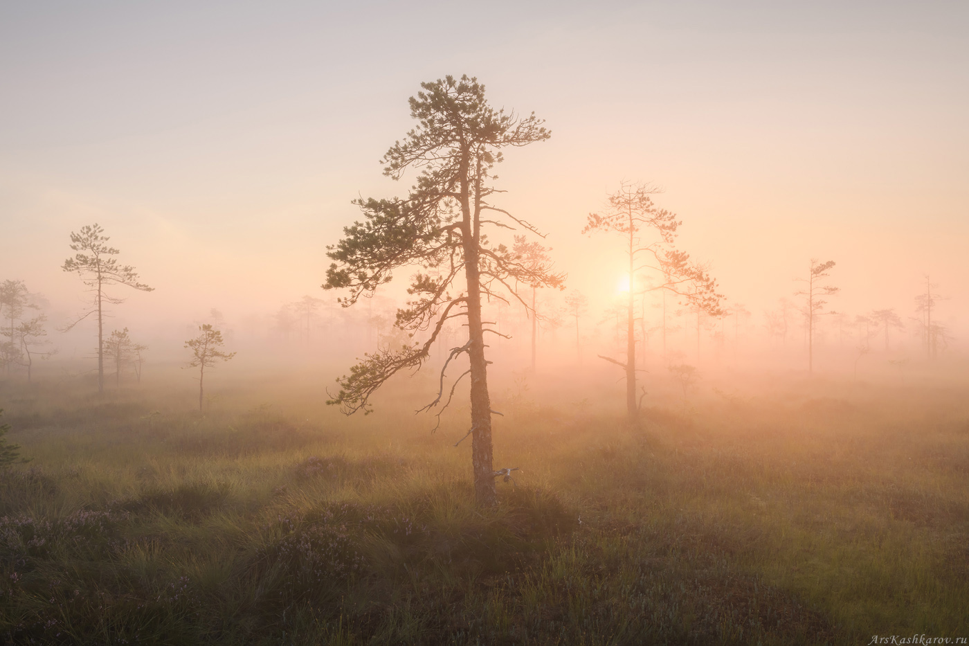 болото, природа ленинградской области, живопись северных болот, фототур, туман, Арсений Кашкаров