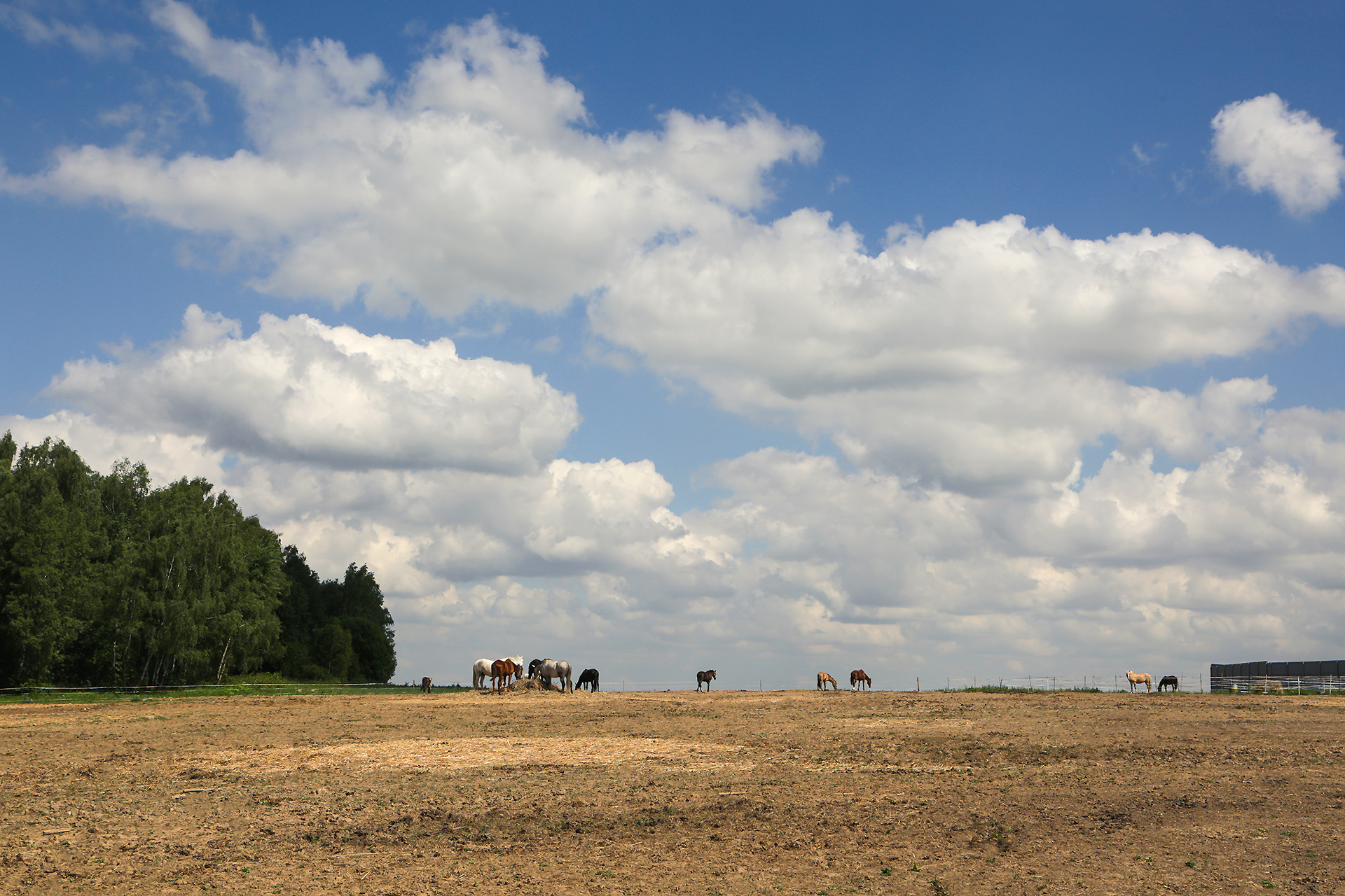 поле, КарОл