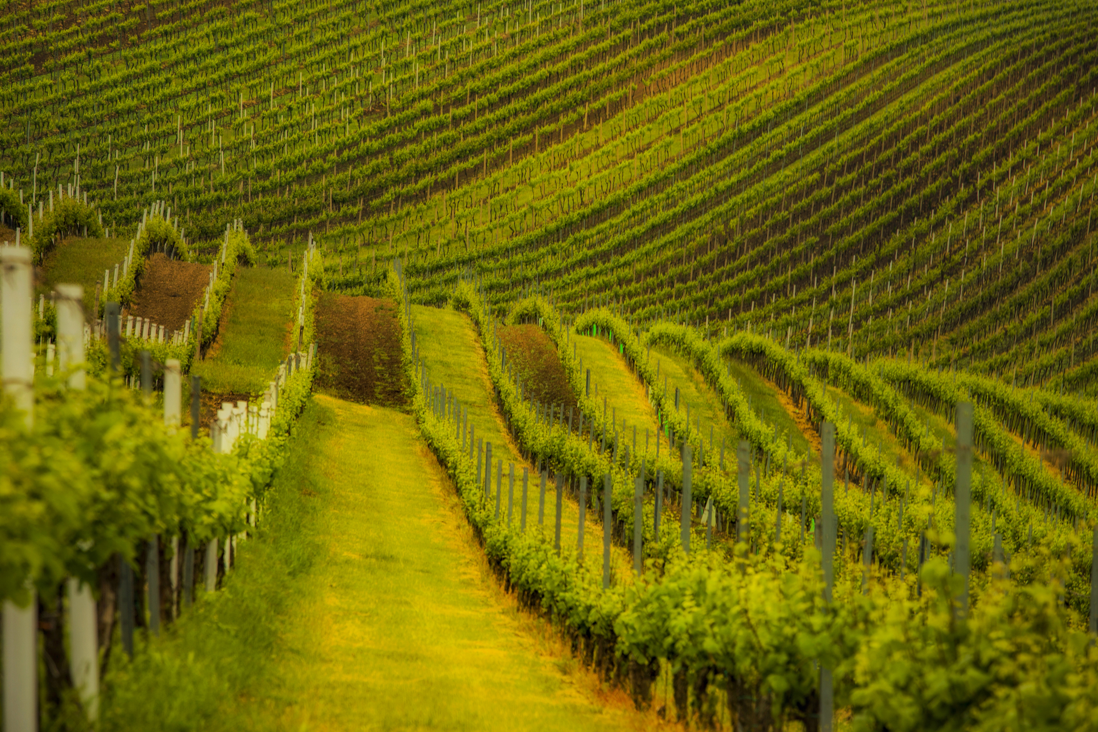 Horizontal  Photography  Agriculture  Agricultural Field  Nature, Vineyard, Landscape, Farm, Rural, Hill, Vine, GreenColor, Moravia, Damian Cyfka