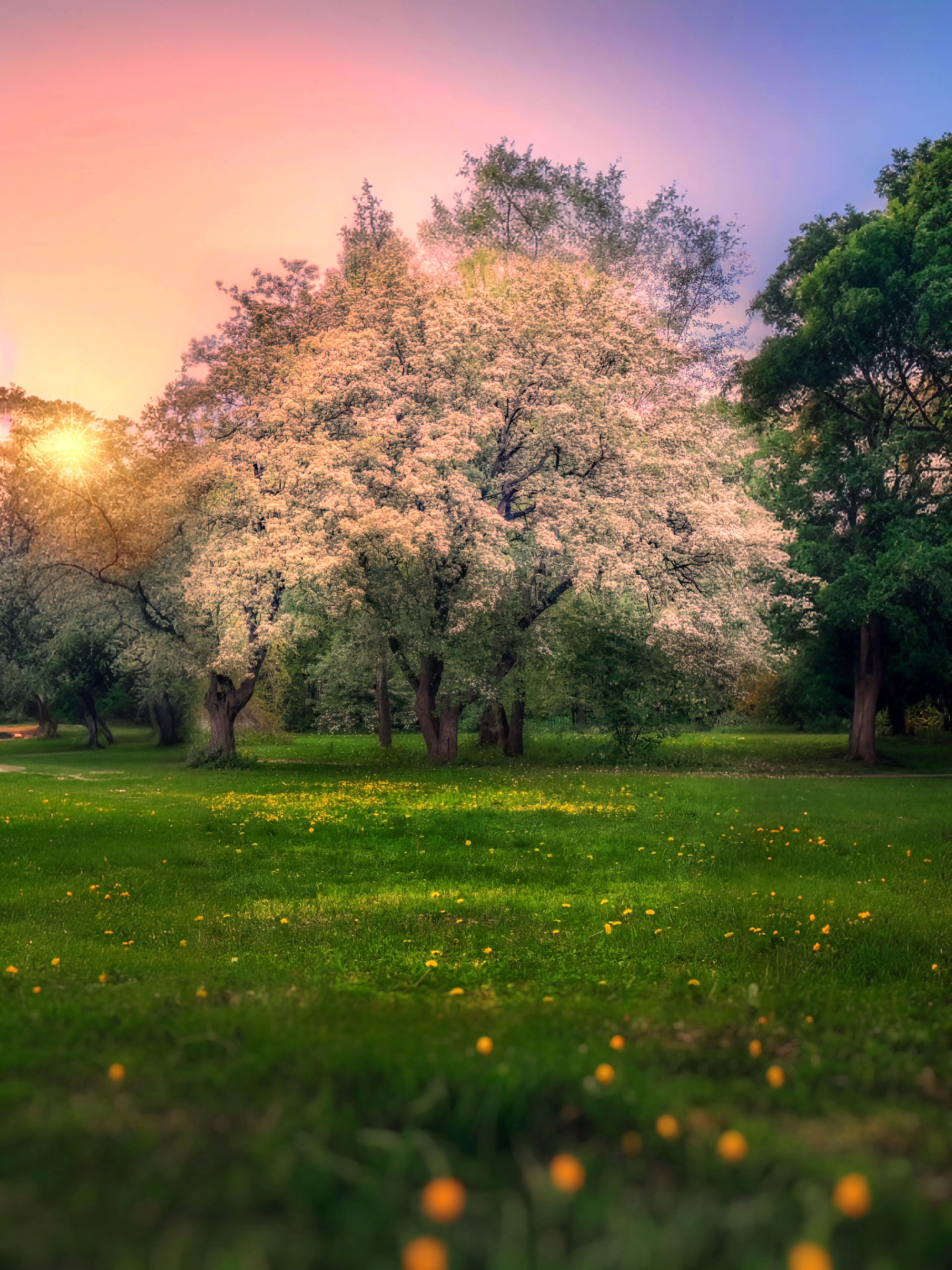 пейзаж, landscape, nature, природа, весна, spring, sunset, закат, flowers, цветы, Julia Kaissa