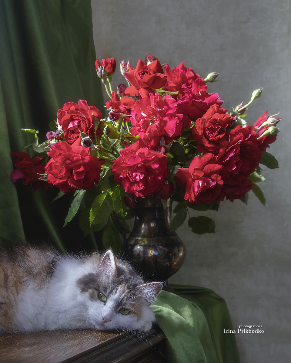 натюрморт, букеты, цветы, розы, кошка, домашние животные, питомцы, Приходько Ирина