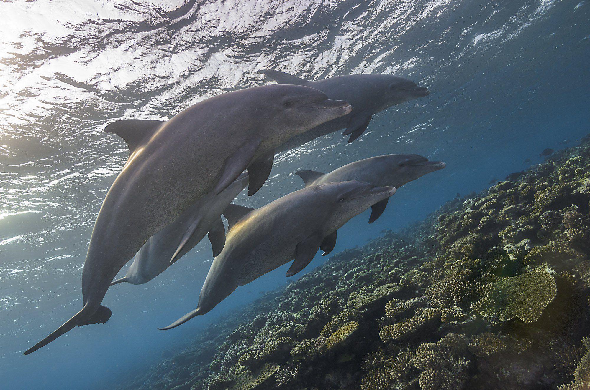 природа, животные, подводный мир, под водой, море, океан, дельфины, Дмитрий Старостенков
