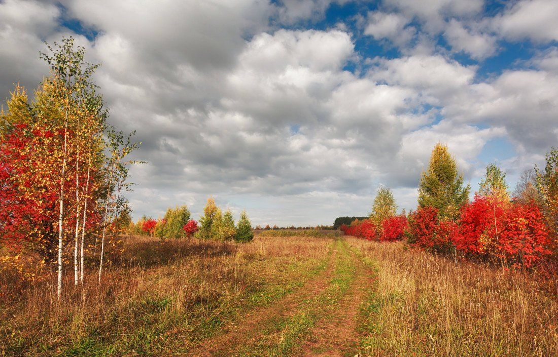 Поле трава колея деревья краски лес облака осень, Георгий Машковцев