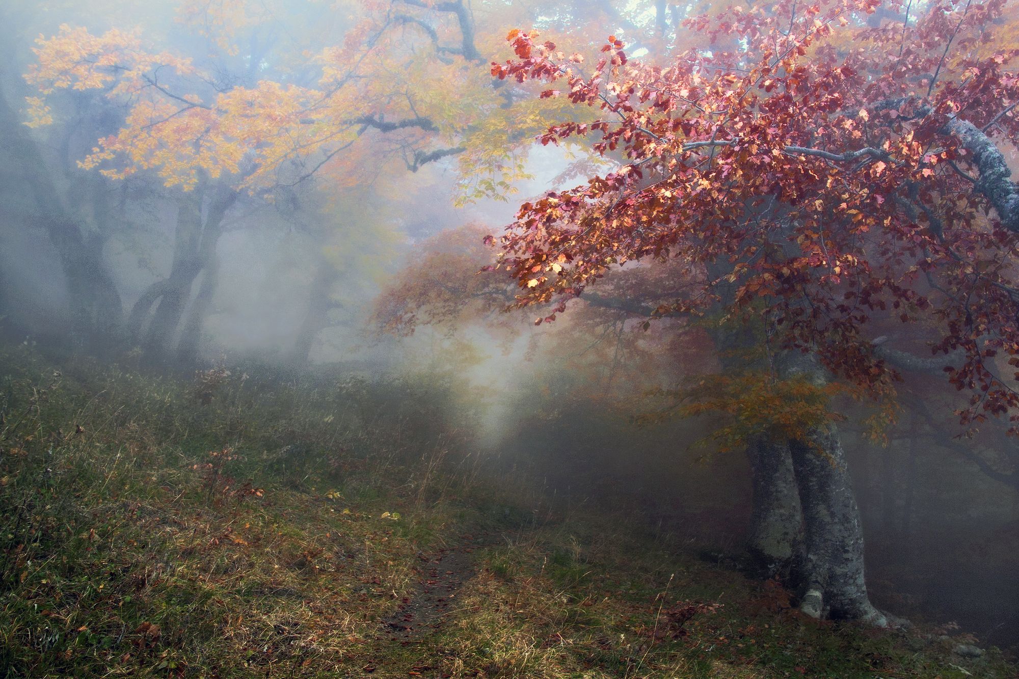 Осень. лес, туман, тропинка, Милокост Алексей