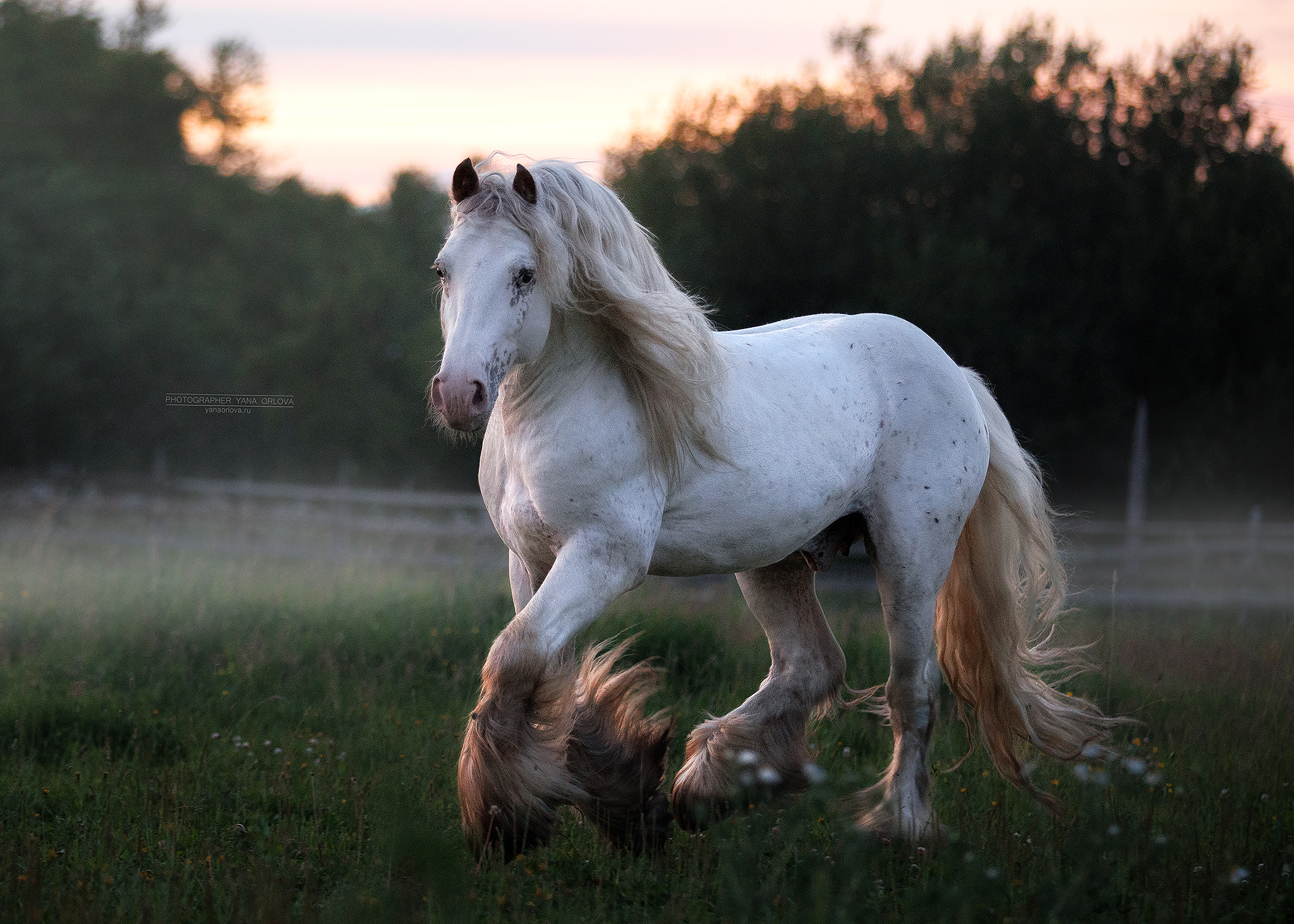 конный фотограф, лошадь, конь, лошади, конная фотография, жеребец, horse,  horses, pferd, конный фотограф яна орлова, Яна Орлова